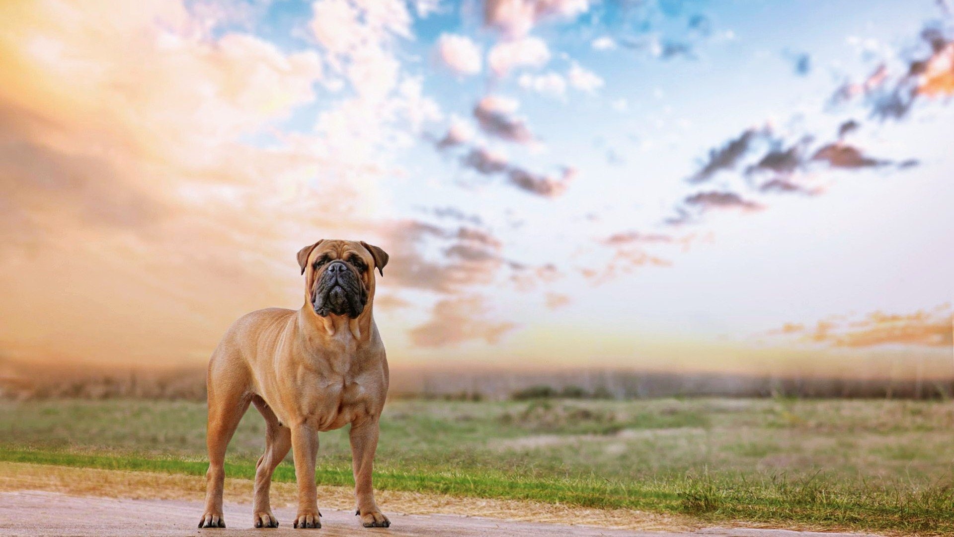 Bullmastiff dog, Protective nature, HD wallpapers, Mobile backgrounds, 1920x1080 Full HD Desktop