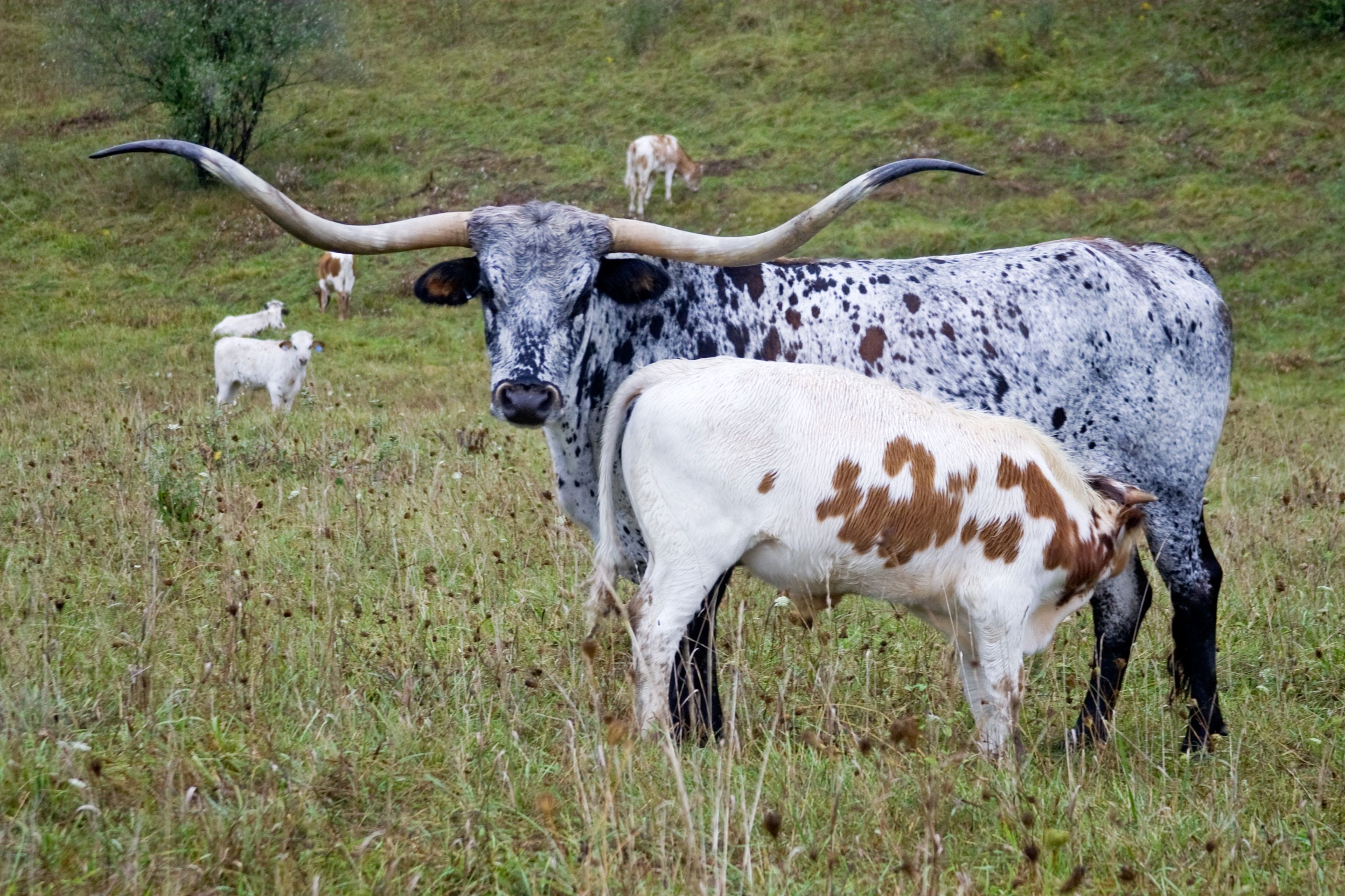 Texas longhorn, Cattle photos, Longhorn cattle, Longhorn cow, 3080x2050 HD Desktop