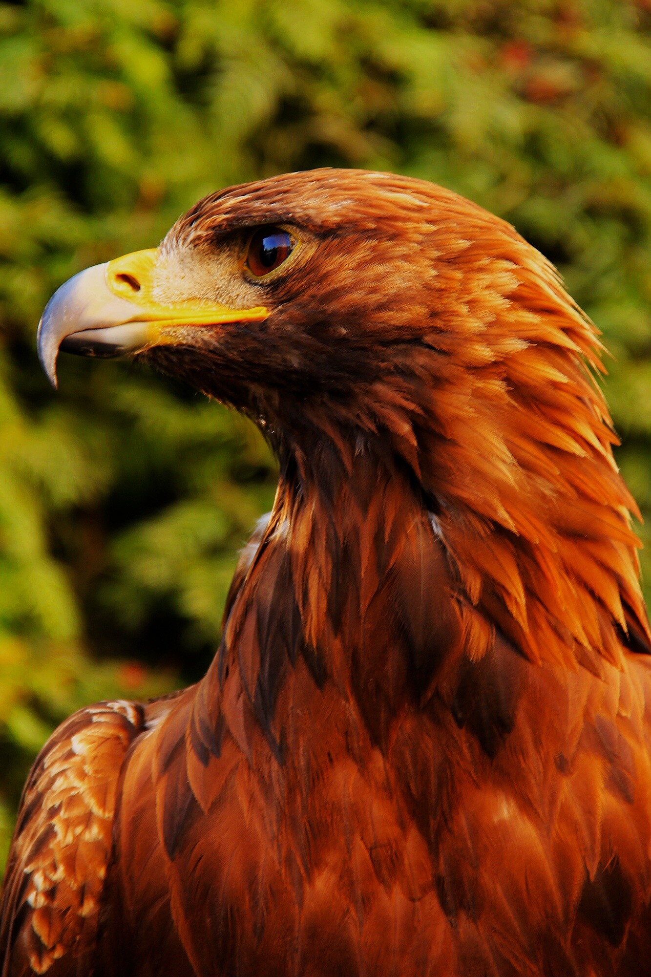 Golden Eagle: Eagle's eye, The vision 4–5 times better than that of a human, Lustrous gold feathers gleam on the back of the head. 1340x2000 HD Wallpaper.