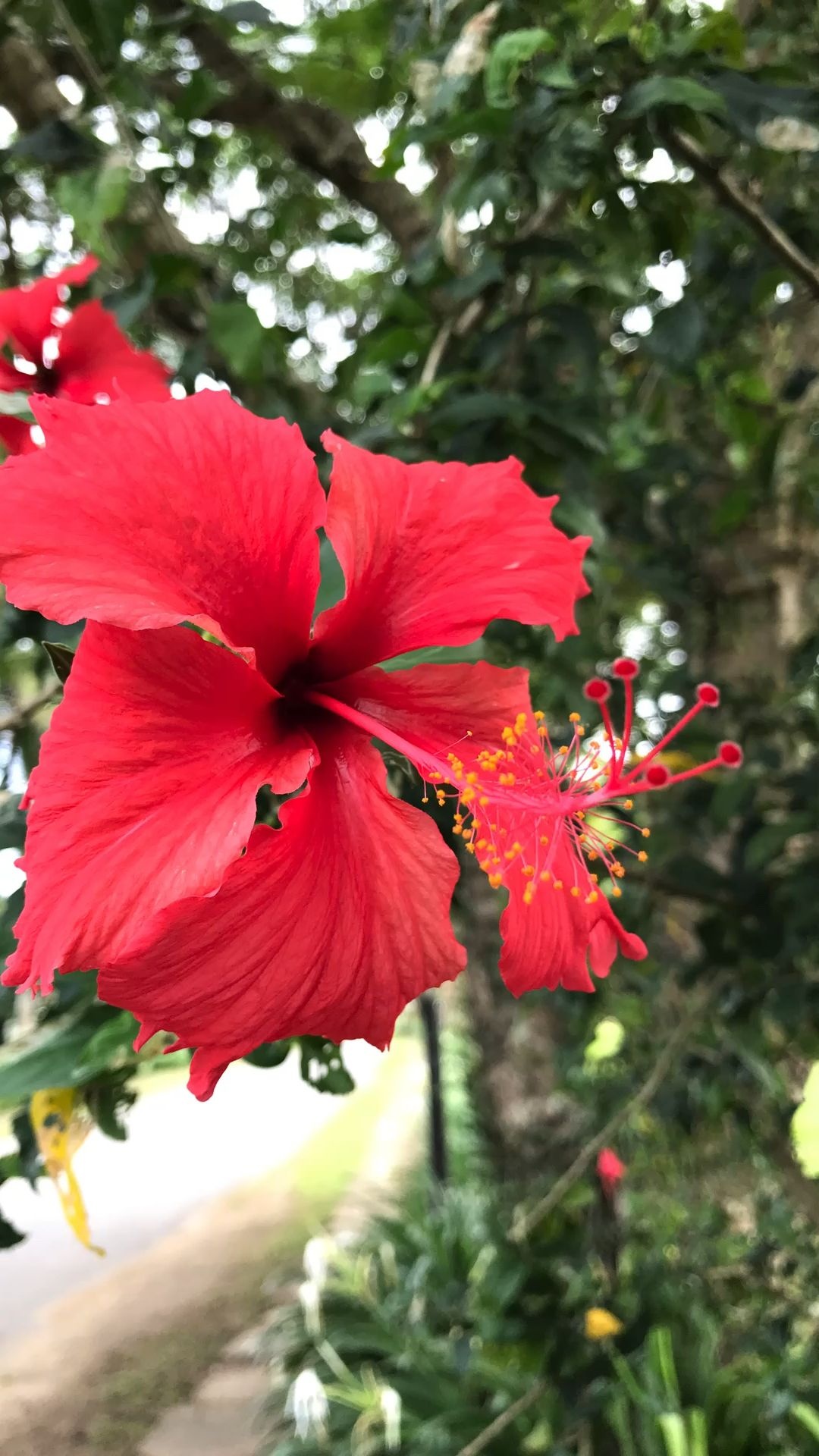 Dreamy flower like Fiji, Beautiful plants, Flowers in Fiji, Nature's charm, 1080x1920 Full HD Handy