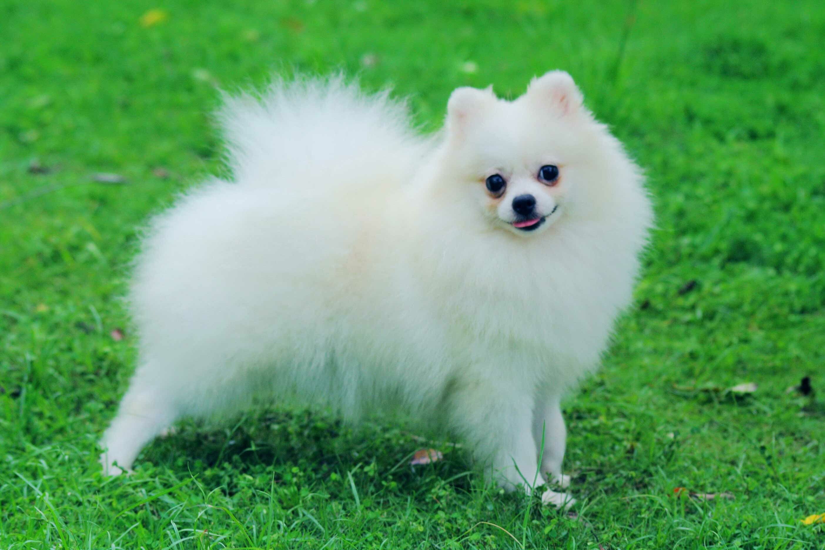 Pomeranian: Classed as a toy dog breed because of its small size. 2810x1880 HD Wallpaper.