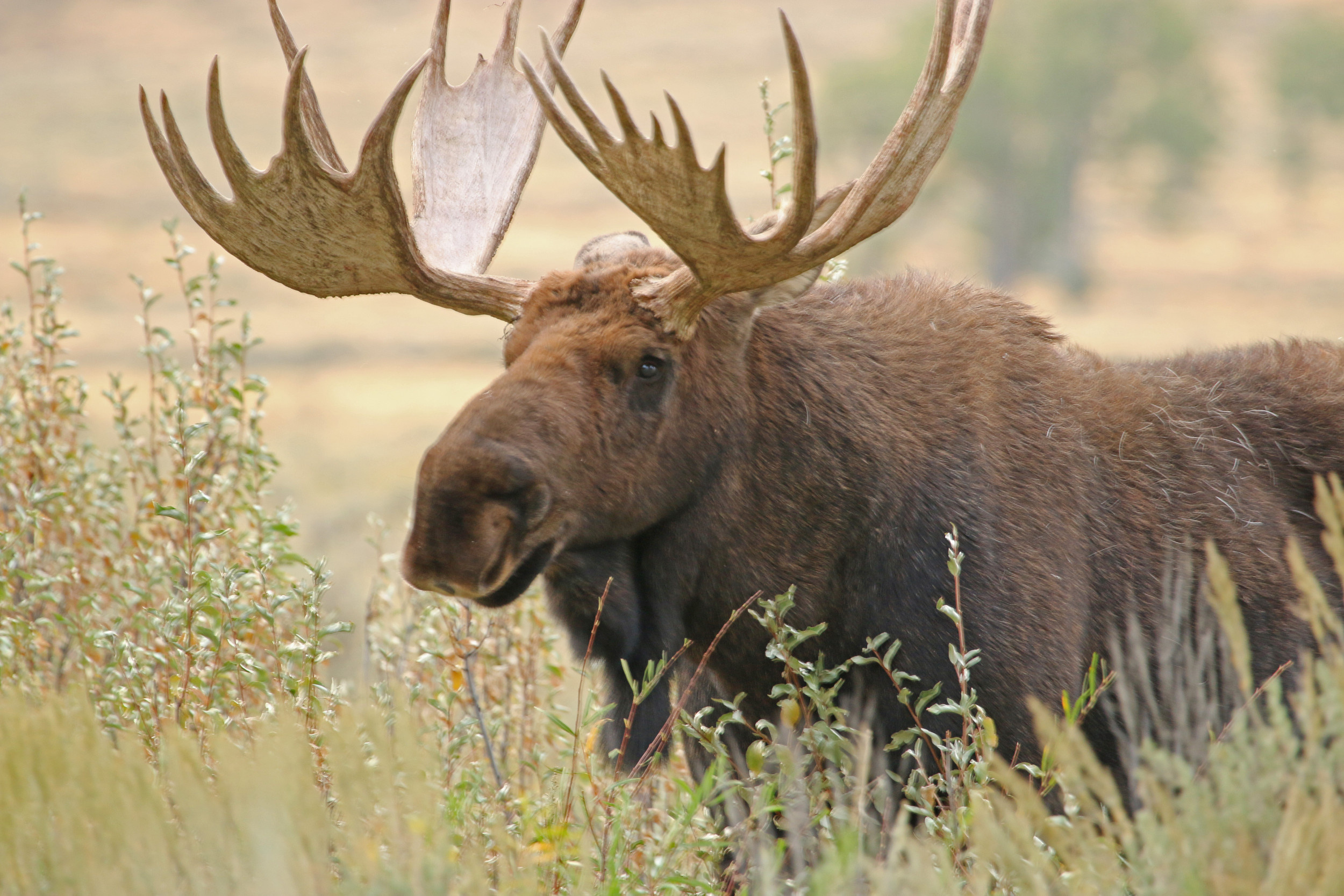 Montana's encounter, Moose's aggression, Brave hiker, Narrow escape, 2500x1670 HD Desktop