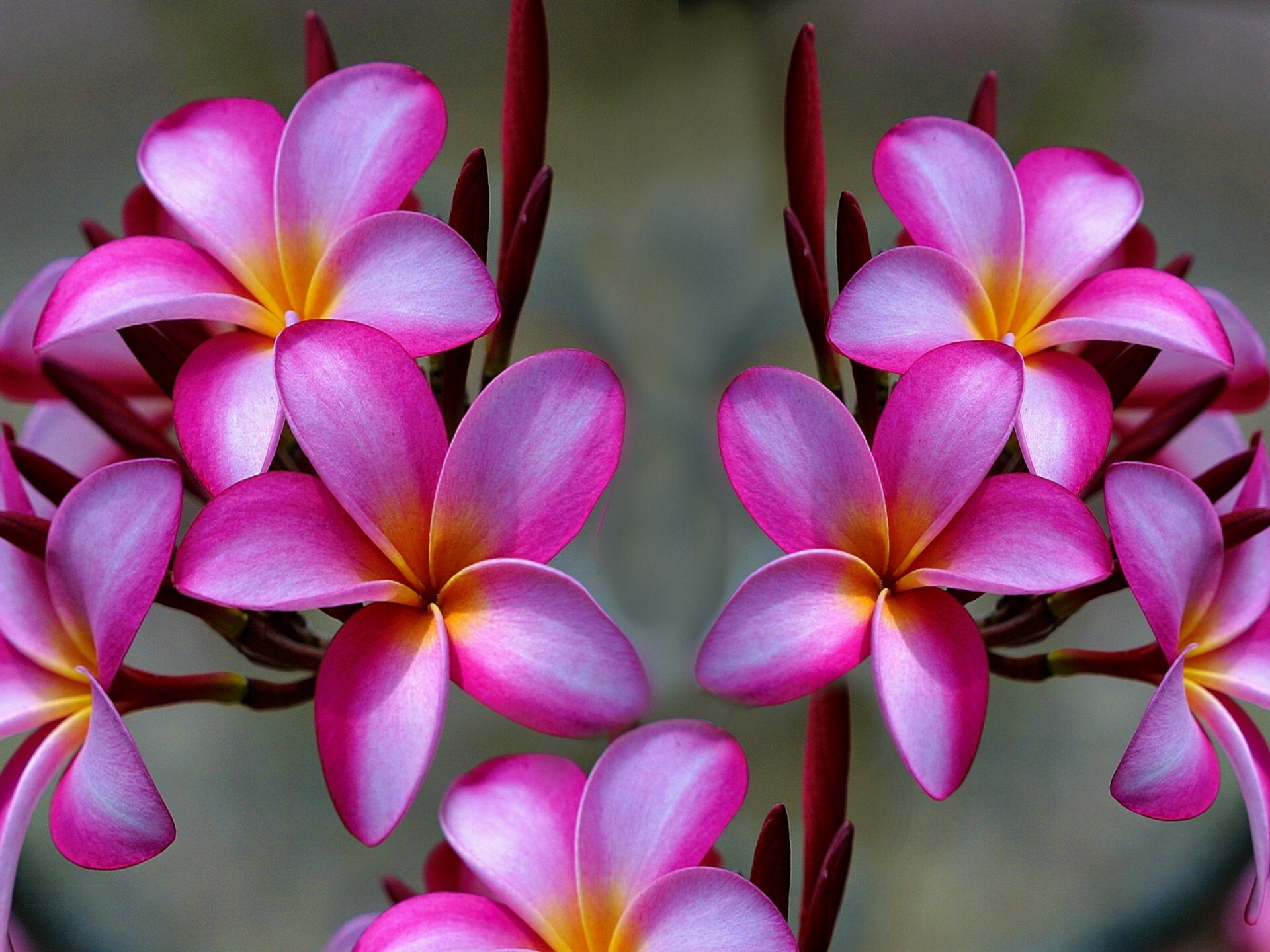 Frangipani Flower: Plumeria flowers come in a wide array of colours and they are not only stunning to look at, they also emit a fruity-sweet fragrance that is no less impressive. 1920x1440 HD Background.