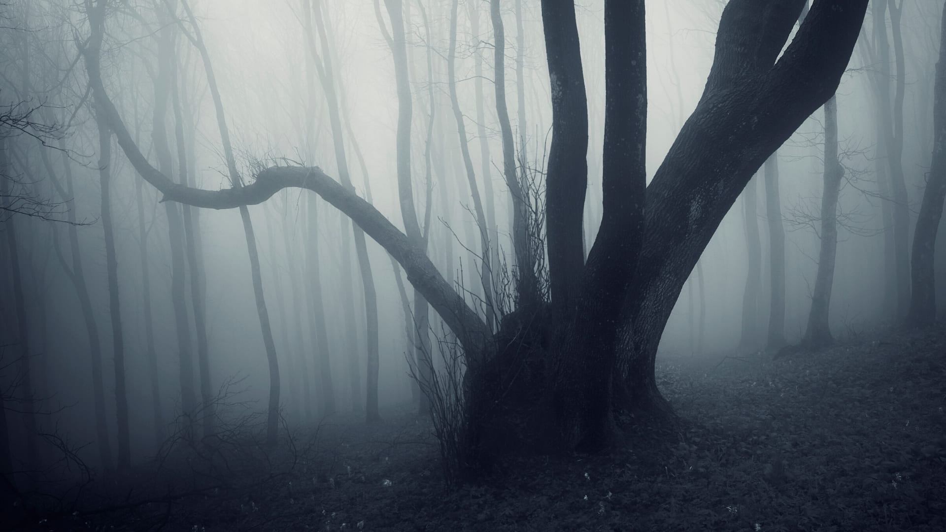Haunted Forest, Scary woodland, Creepy atmosphere, Dark and mysterious, 1920x1080 Full HD Desktop