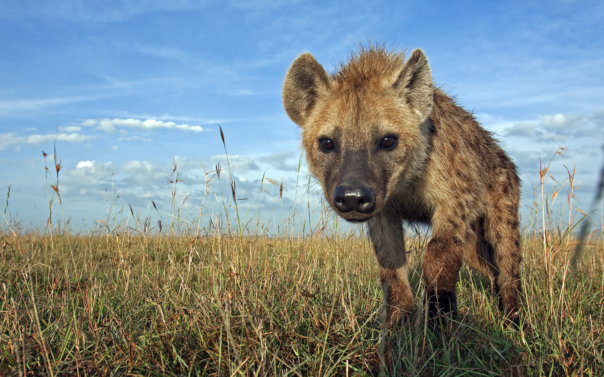 Spotted hyena wallpapers, Striking visuals, Impressive collection, Top-quality backgrounds, 1920x1200 HD Desktop