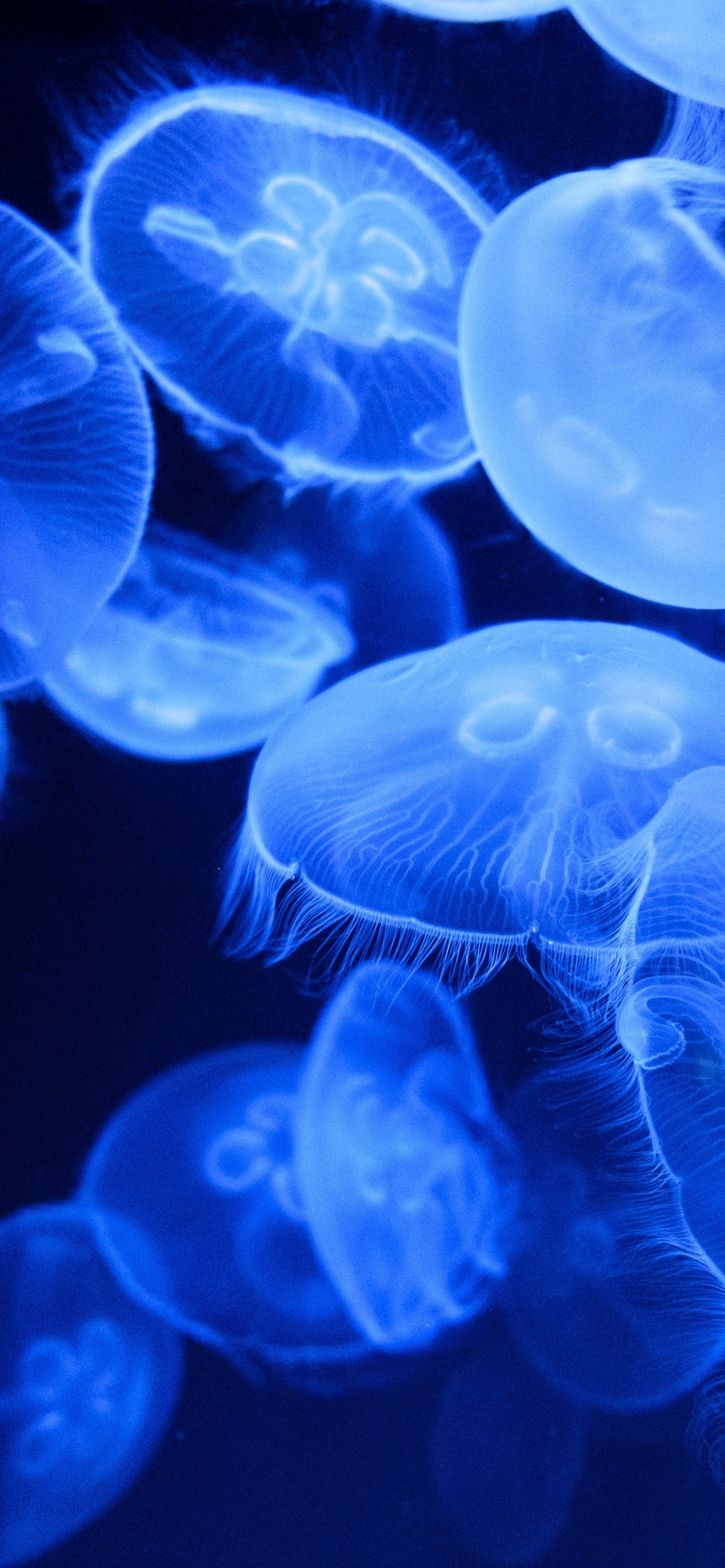Glowing jellyfish, Underwater illumination, Marine beauty, Blue hue wonder, 1290x2780 HD Phone