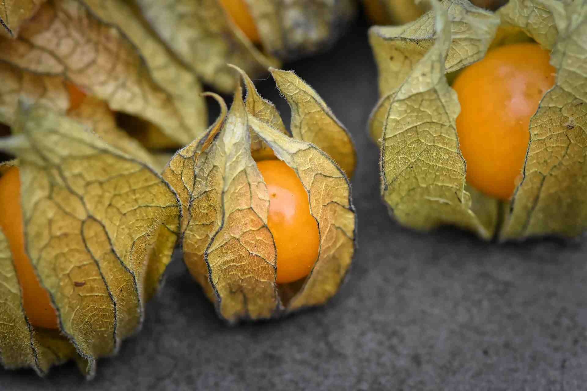 Physalis: Peruvian groundcherry, Grows wild across the world in temperate and tropical regions. 1920x1280 HD Background.