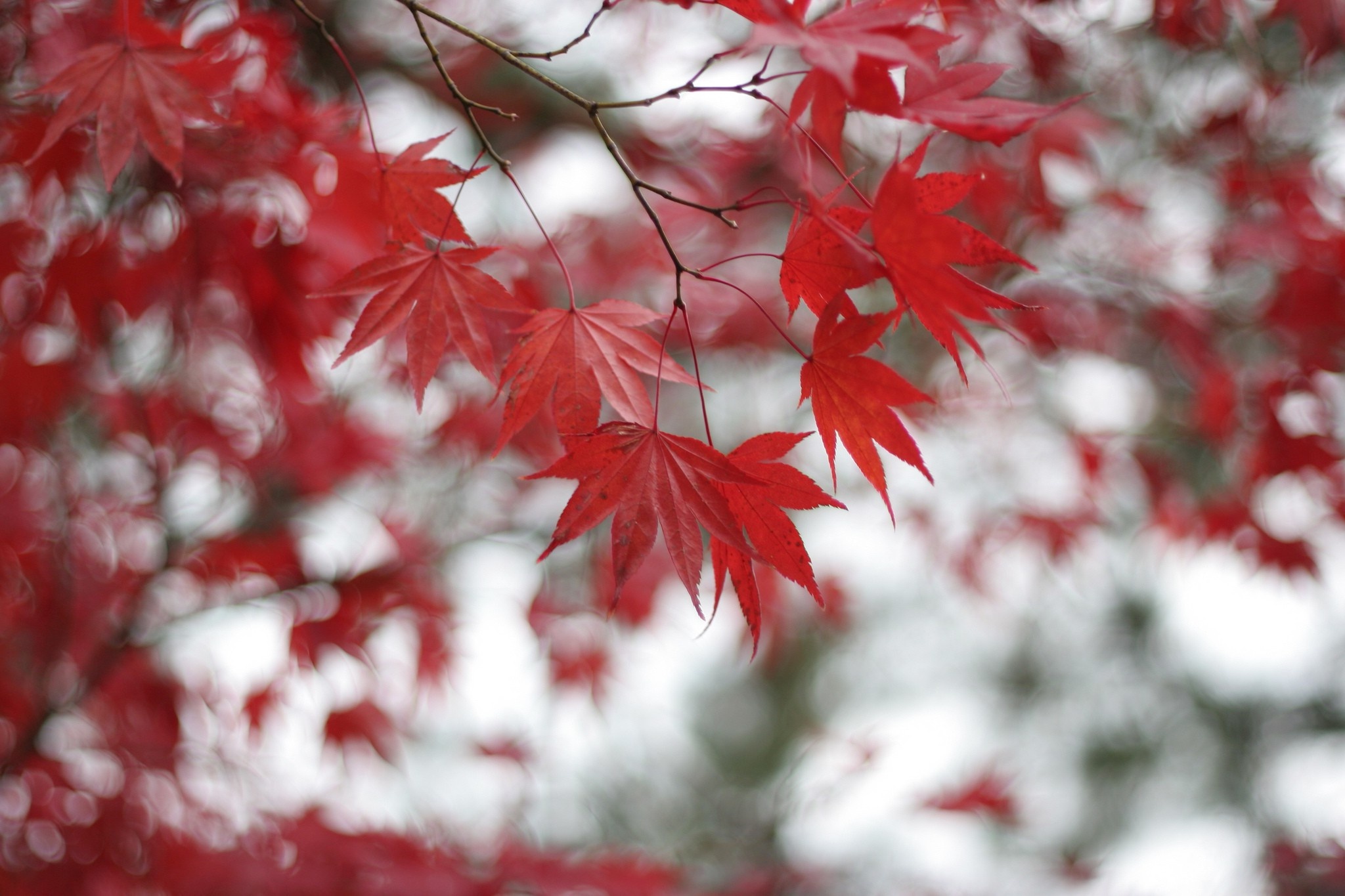 Leaves nature, Red winter, Selective coloring, Blossom season, 2050x1370 HD Desktop