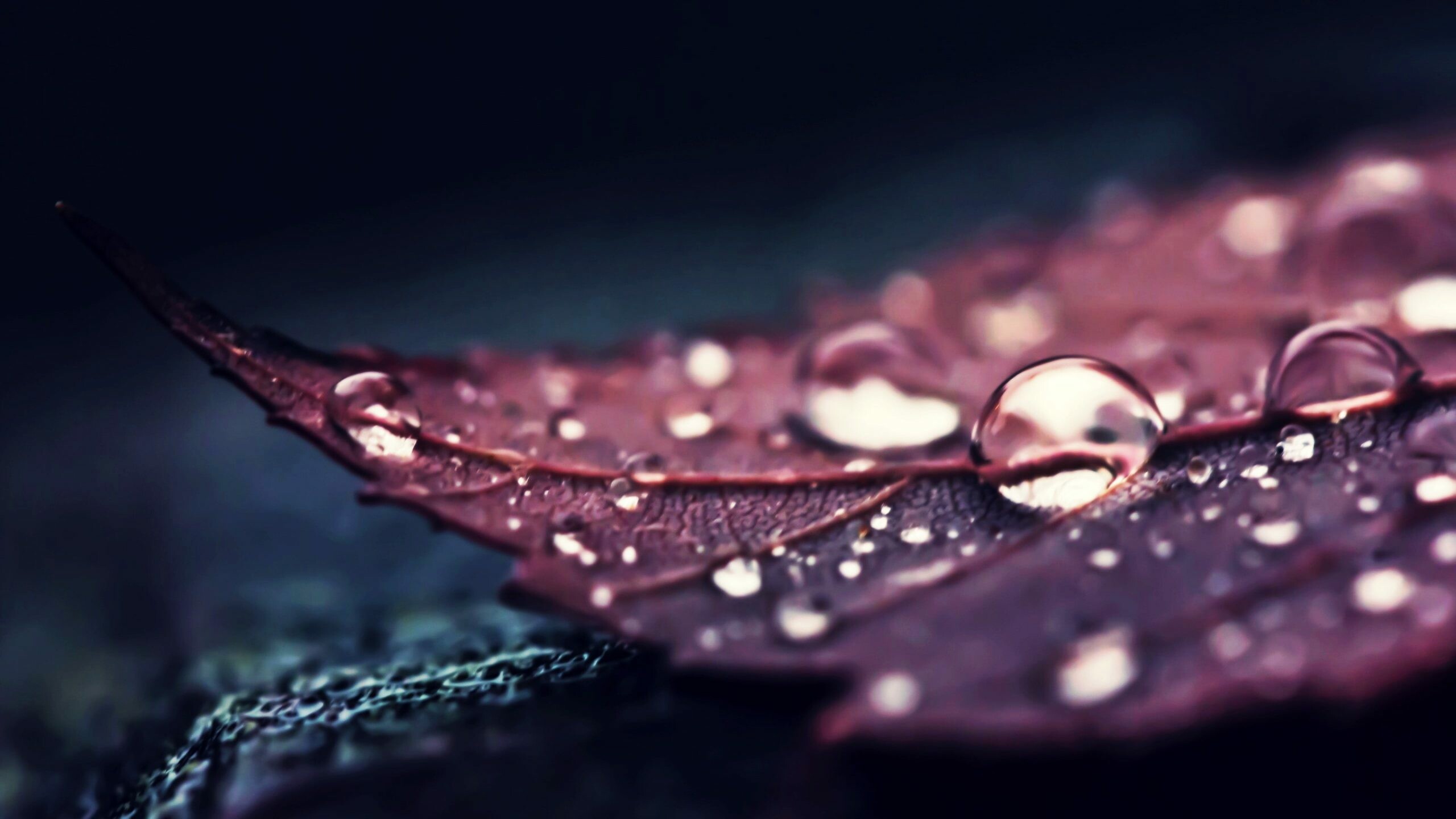 Leaves: Water droplets on a leaf, Drops of moisture. 2560x1440 HD Wallpaper.