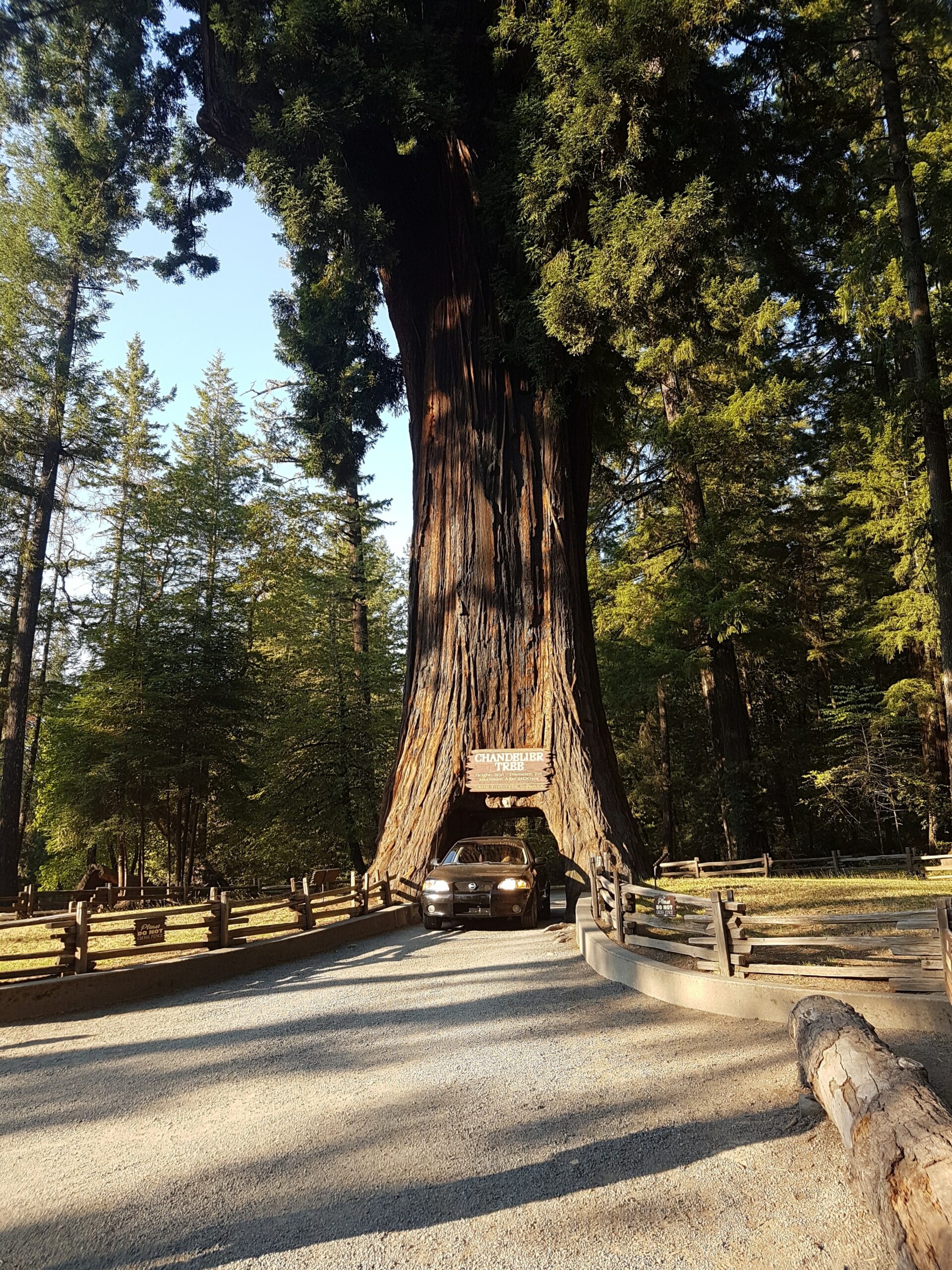 Redwood National Park, Park overview, Breathtaking images, Natural landscapes, 1920x2560 HD Phone