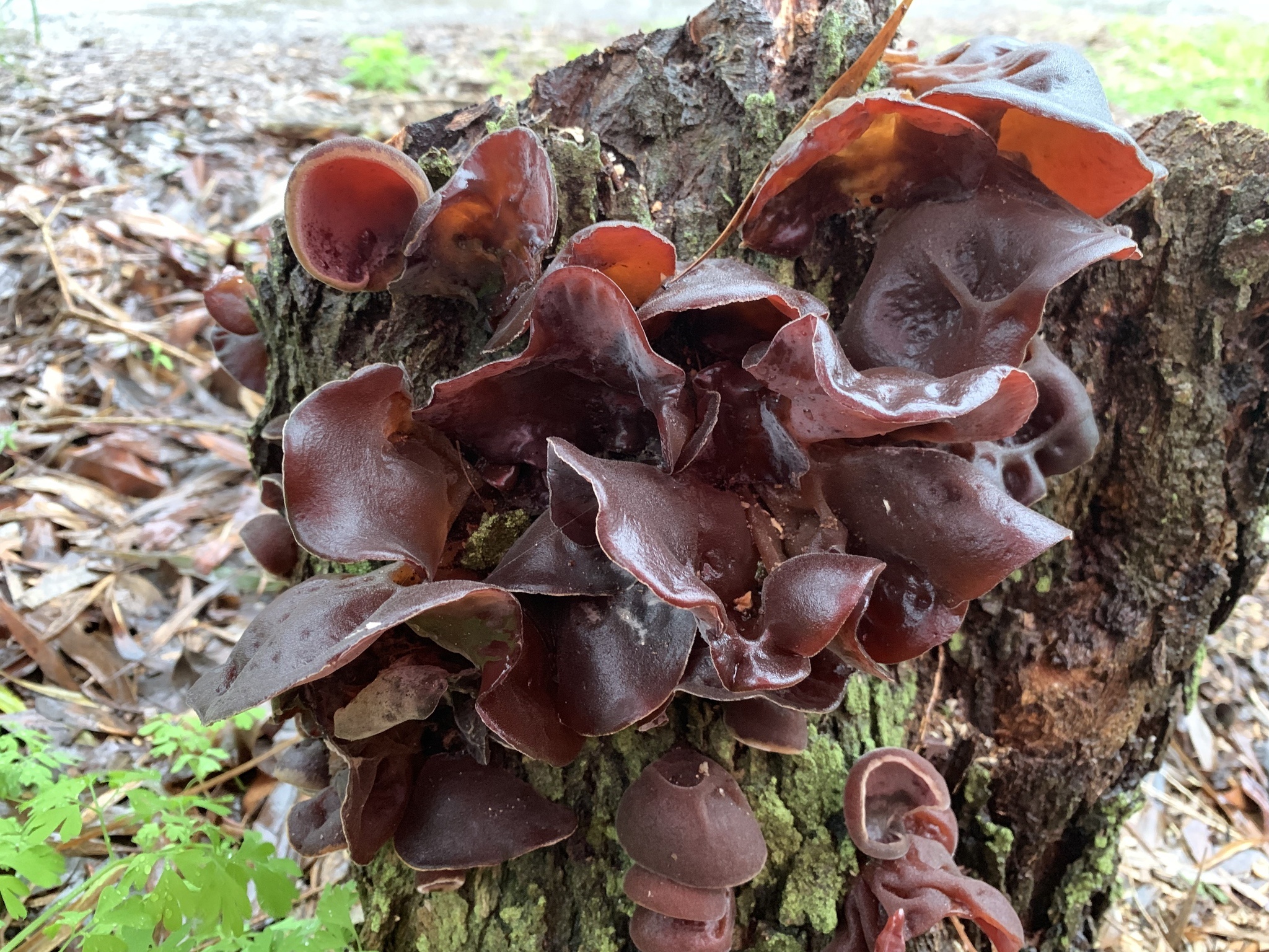 Wood Ear fungi, Auricularia genus, Inaturalist NZ, Food, 2050x1540 HD Desktop