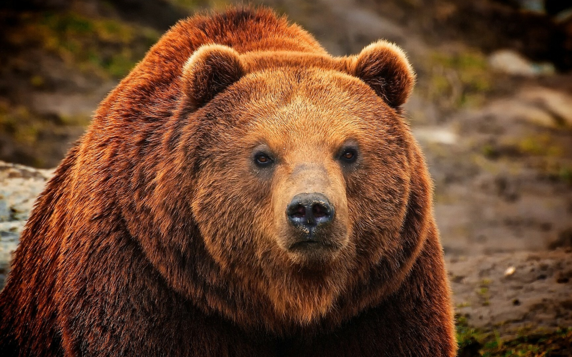 Bear: Large adult grizzlies may be about 2.5 meters long and weigh about 410 kg. 1920x1200 HD Background.