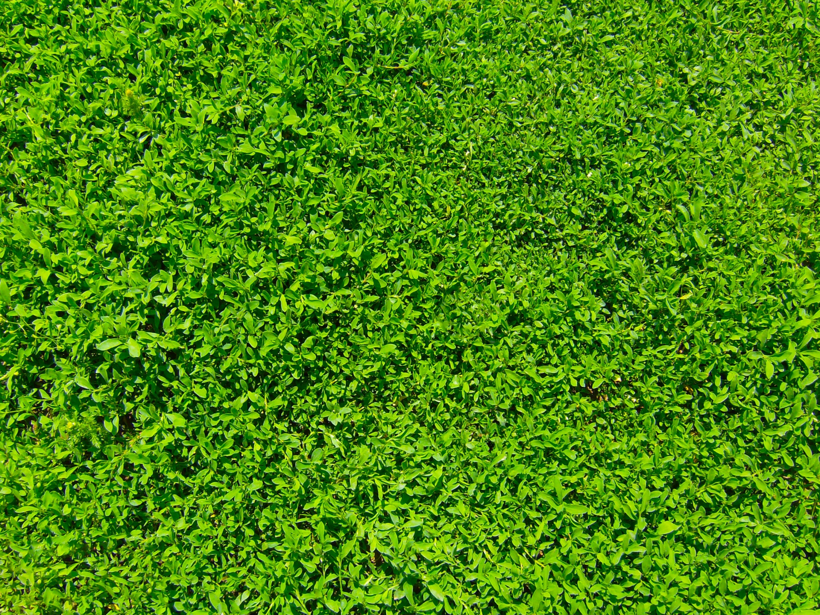 Grass wallpapers, Green nature, Refreshing landscapes, Natural textures, 2800x2100 HD Desktop