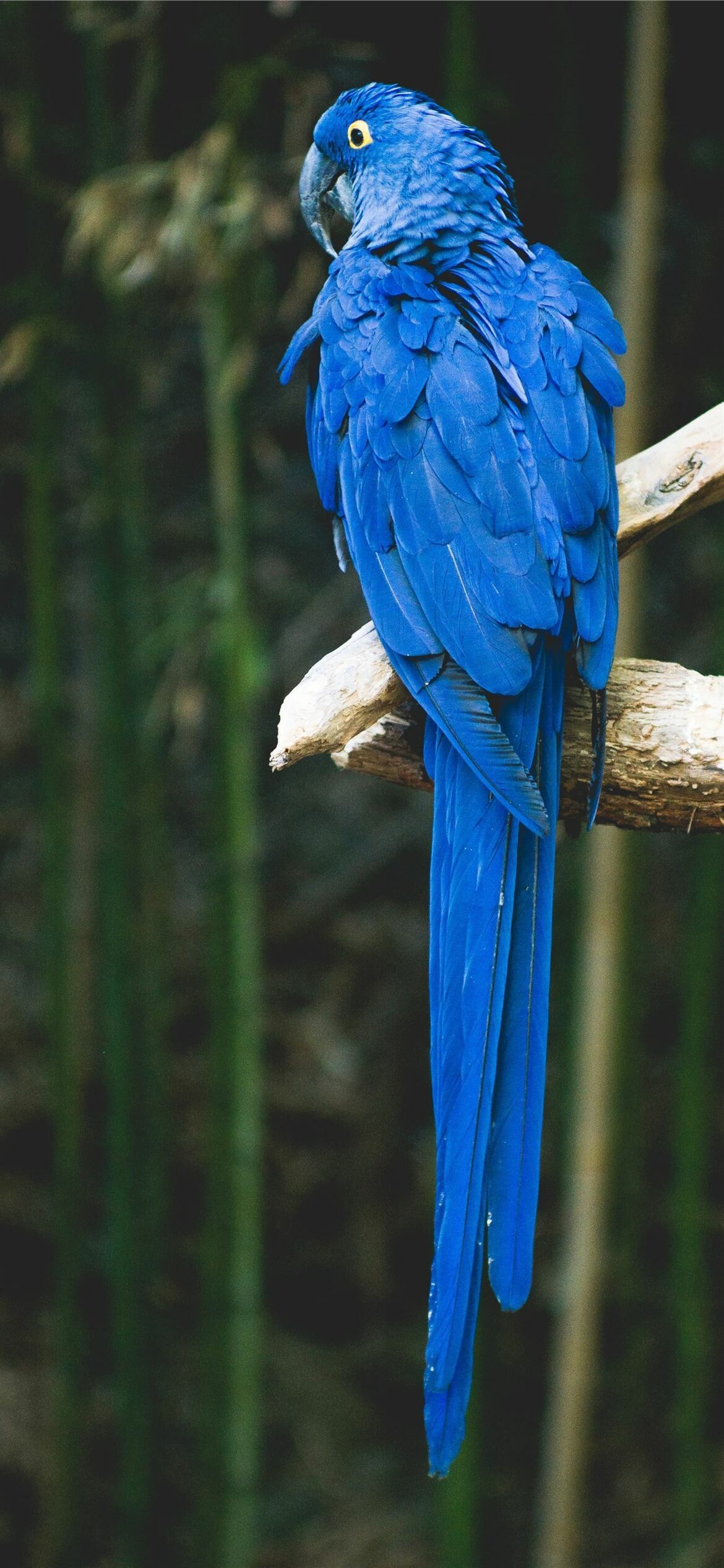 Bird: Macaw, Eats a variety of foods including seeds, nuts, fruits, palm fruits, leaves. 1170x2540 HD Background.