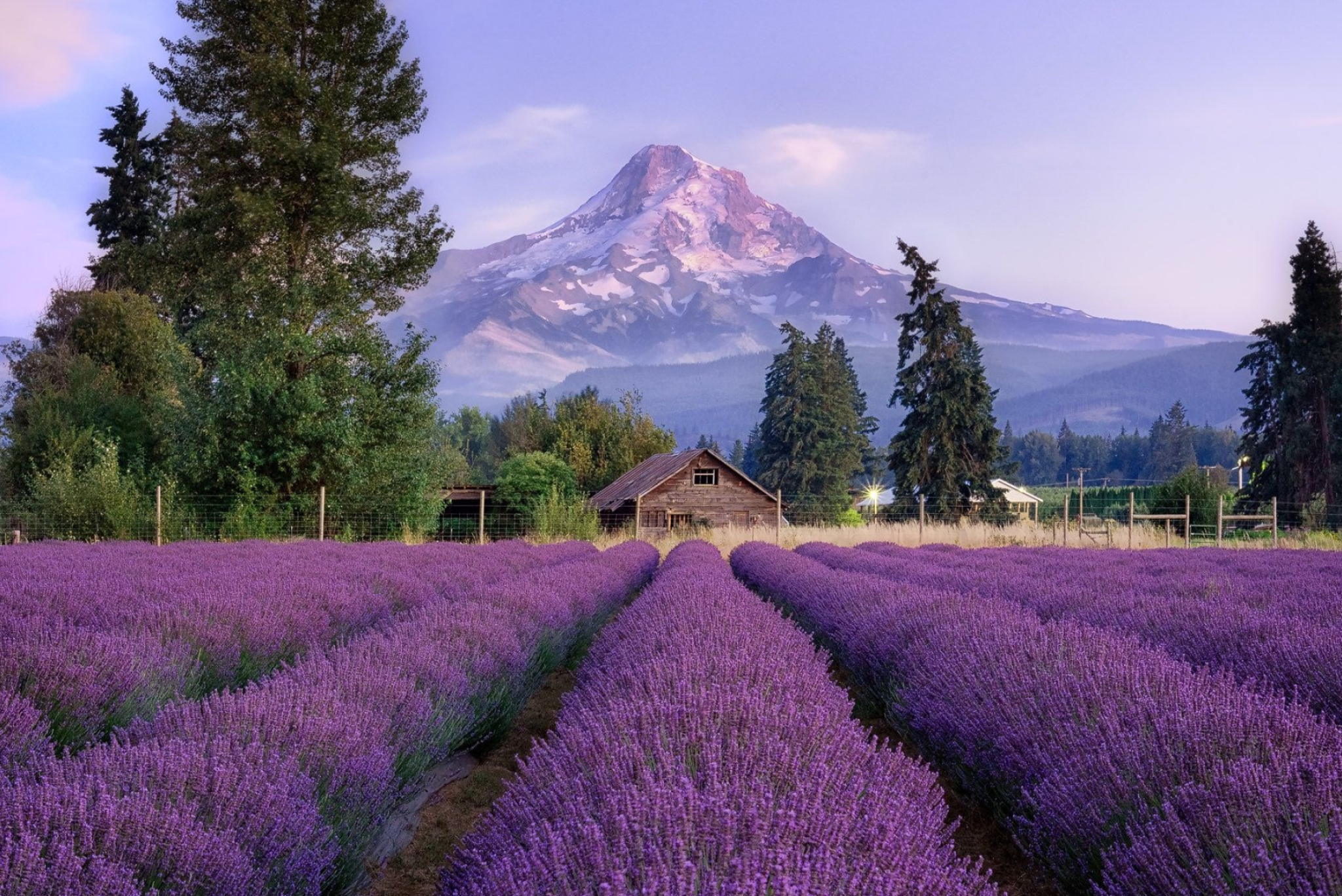 Mount Hood, Oregon majesty, Lavender fields, 2050x1370 HD Desktop