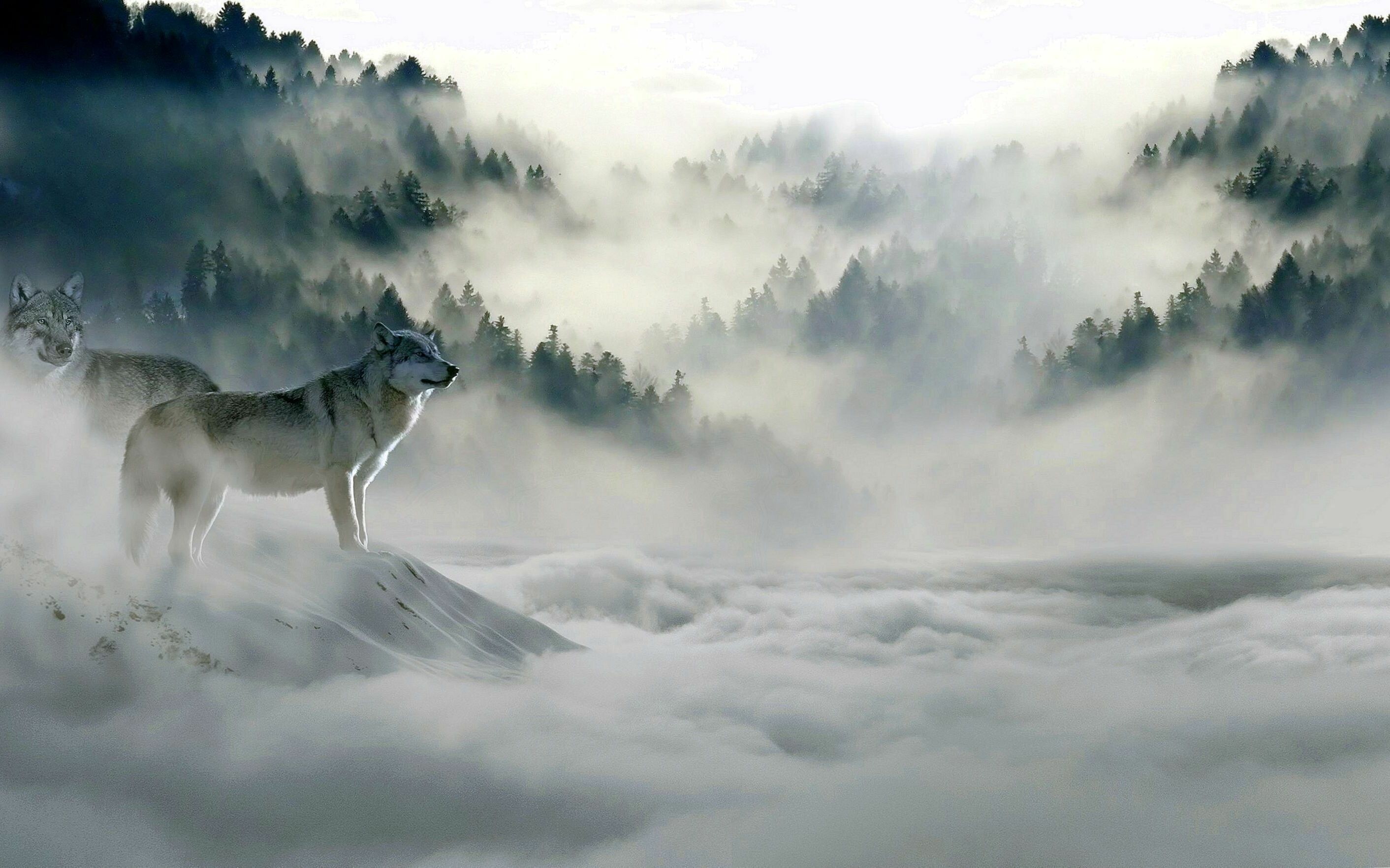 Wolf: It is slender and powerfully built, with a large, deeply descending rib cage, a sloping back, and a heavily muscled neck, Animals. 2830x1770 HD Background.