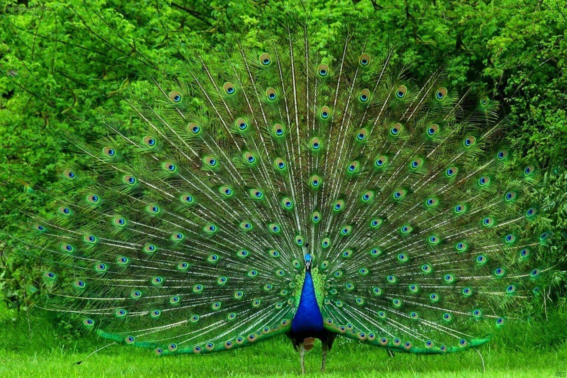 Peacock: To the Sinhalese people, the Peafowl is the third animal of the zodiac of Sri Lanka. 1920x1280 HD Wallpaper.