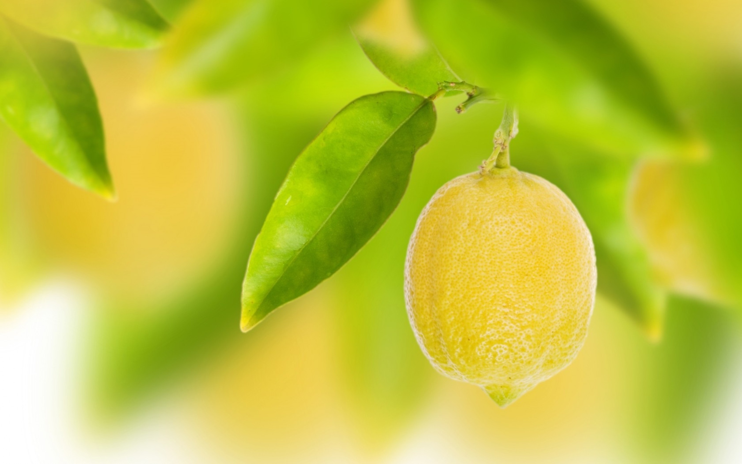 Lemon: Fruit, Used in a wide variety of foods and drinks. 2560x1600 HD Wallpaper.