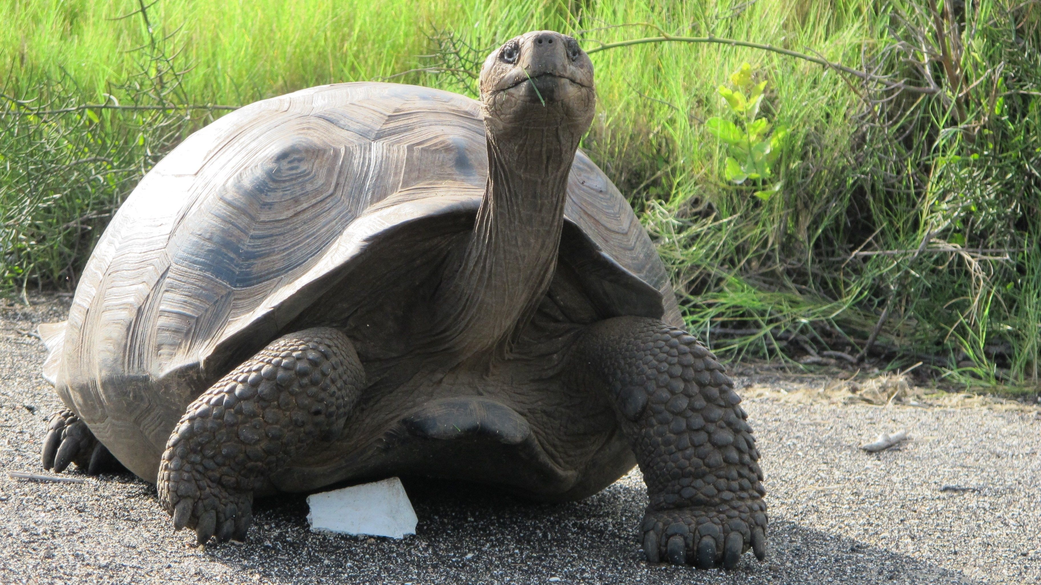 Aldabra Giant Tortoise, Stunning wallpapers, Tortoise beauty, Nature, 3650x2060 HD Desktop