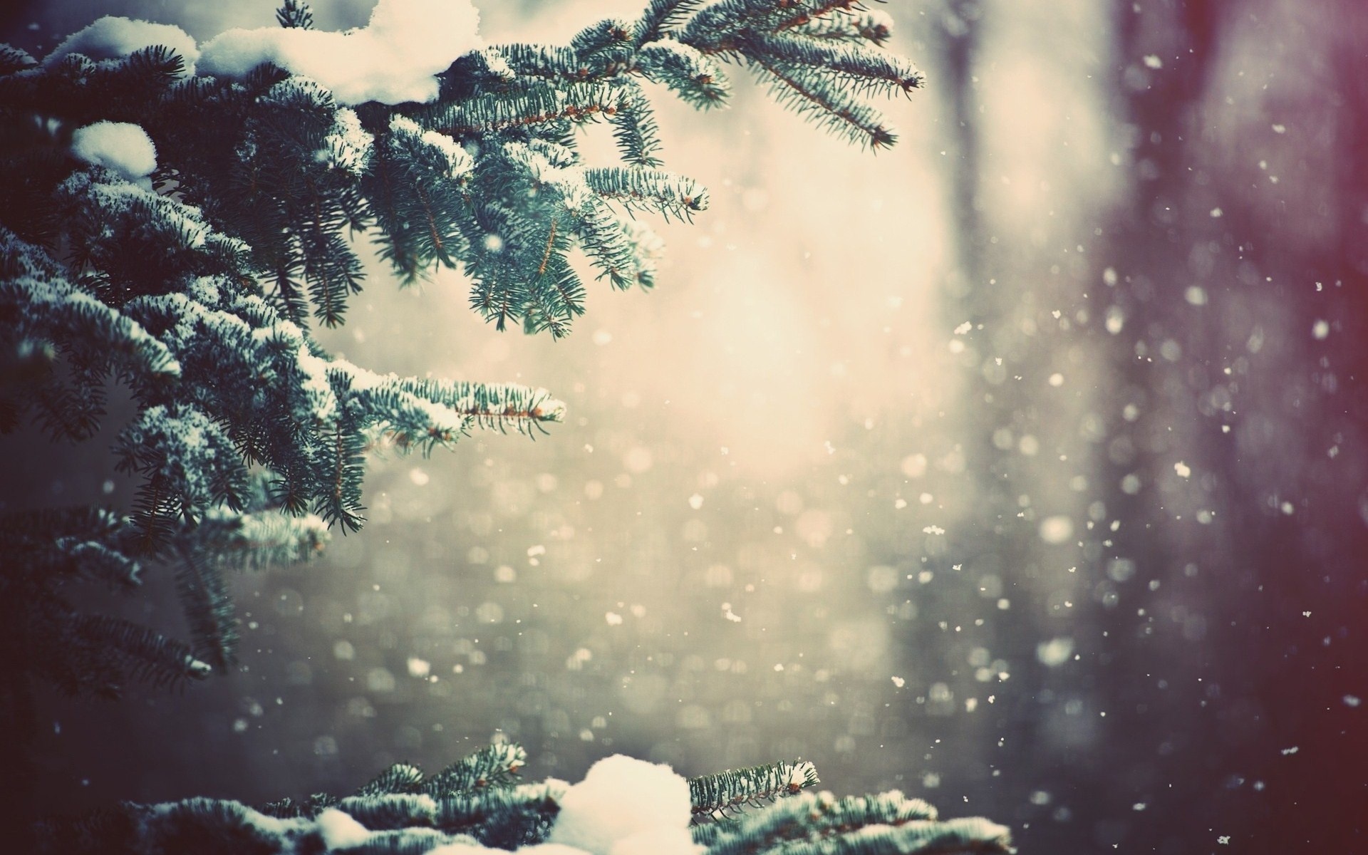 Fir tree in winter, Snowflakes falling, Magical scenery, Captivating wallpaper, 1920x1200 HD Desktop