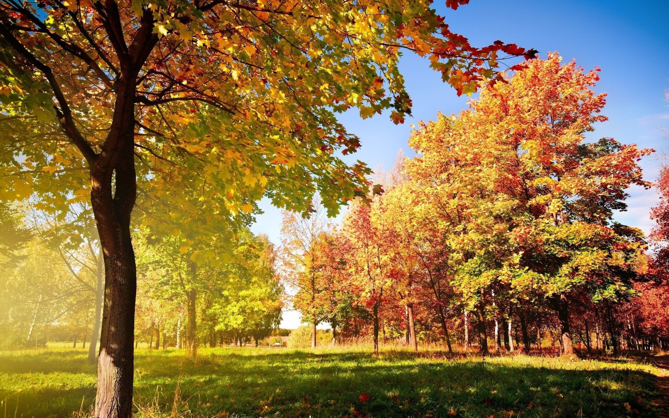 Autumn leaves, Early fall, Vibrant foliage, Tranquil ambiance, Seasonal change, 2560x1600 HD Desktop
