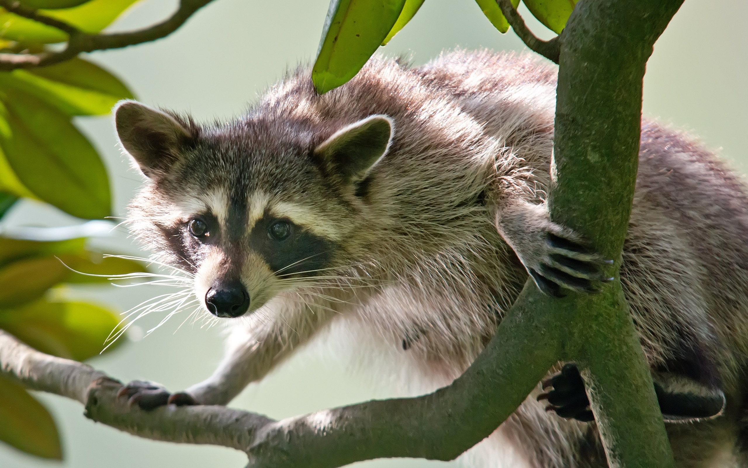 Raccoon wallpaper, High-resolution image, Wildlife appreciation, Nature's beauty, 2560x1600 HD Desktop