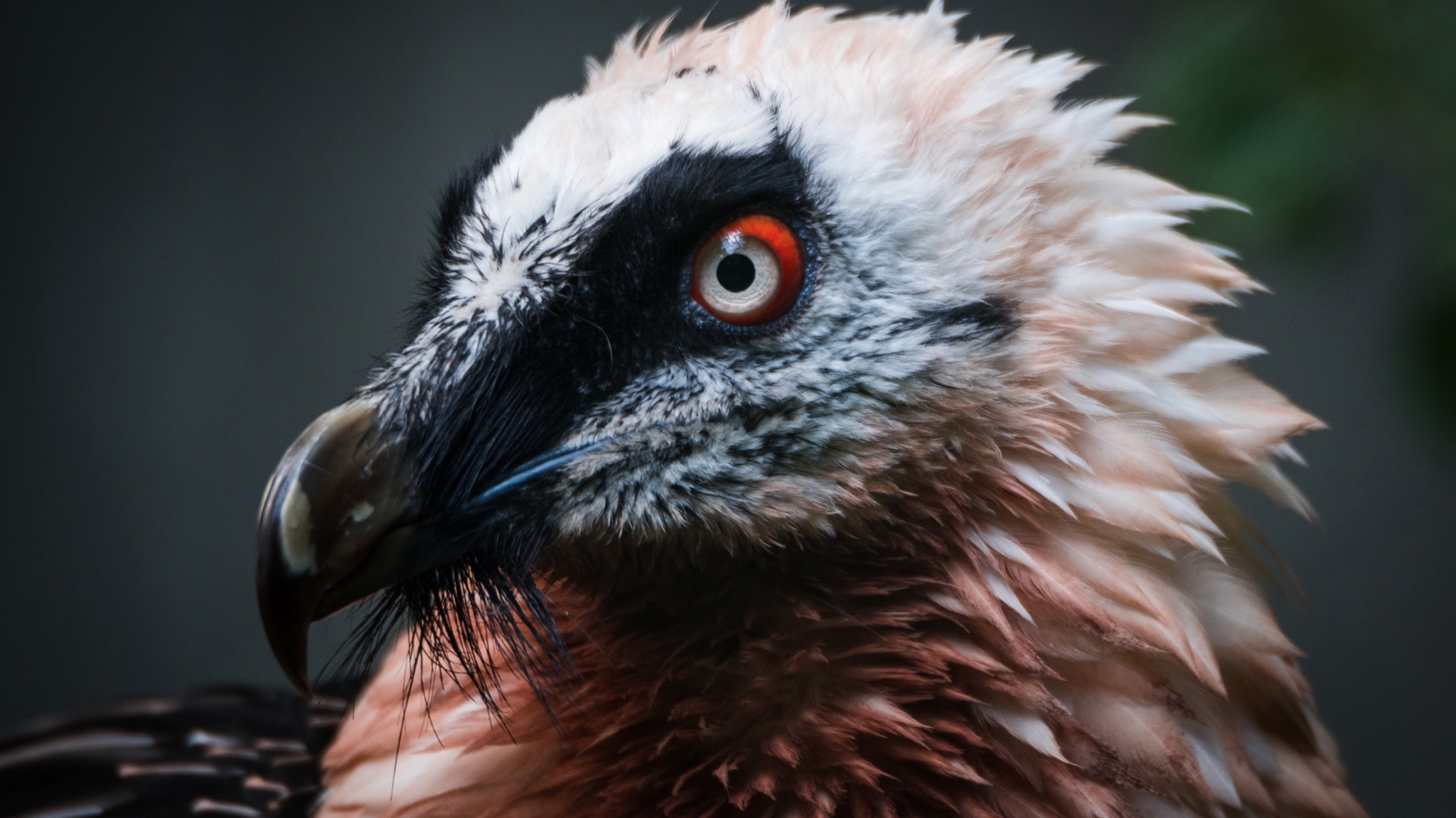 Bearded Vulture, Bone eating bearded, Vulture album, Bearded Vulture, 2050x1160 HD Desktop