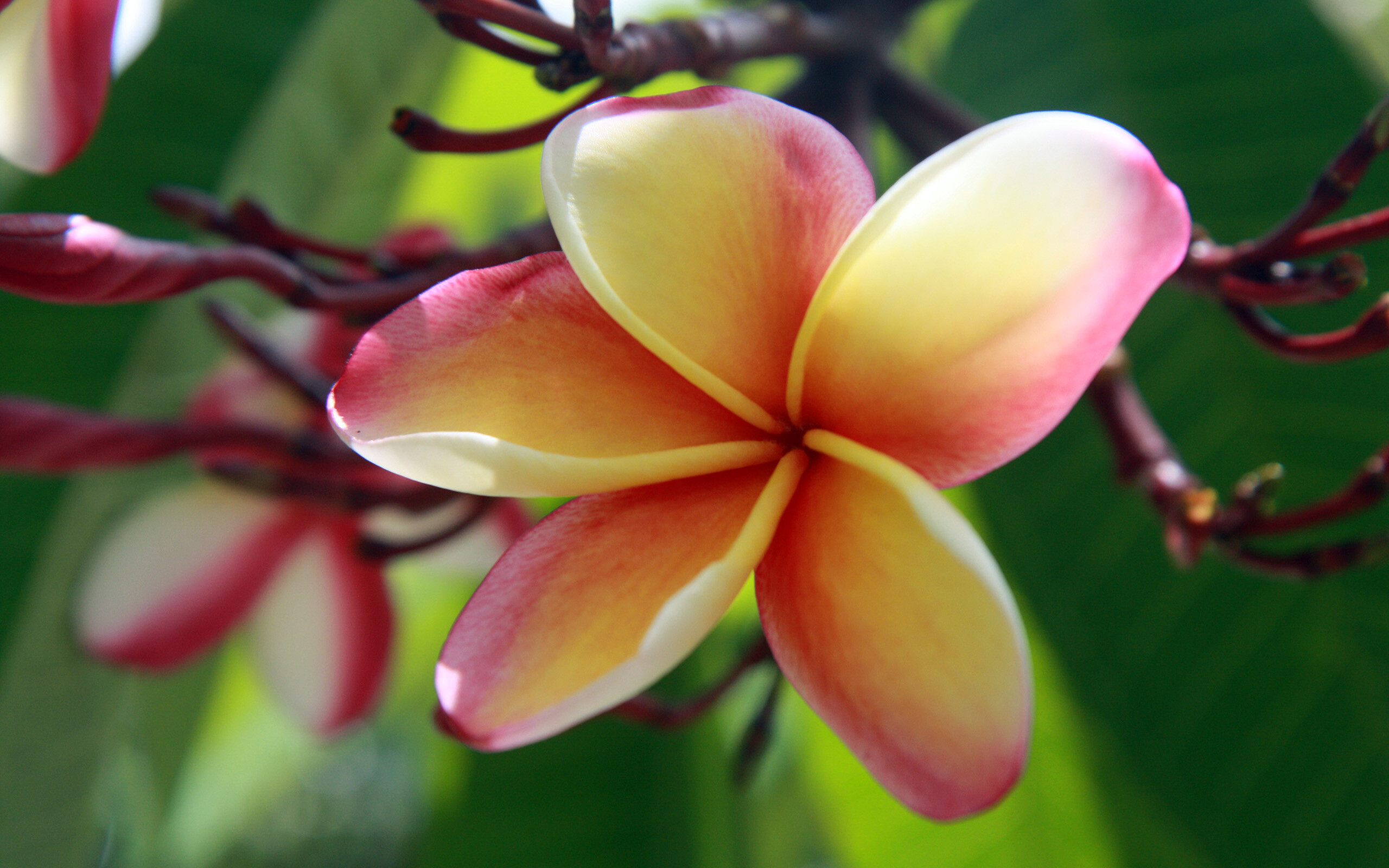Frangipani Flower: The leaves of P. alba are narrow and corrugated, whereas the leaves of P. pudica have an elongated shape and glossy, dark-green color. 2560x1600 HD Wallpaper.