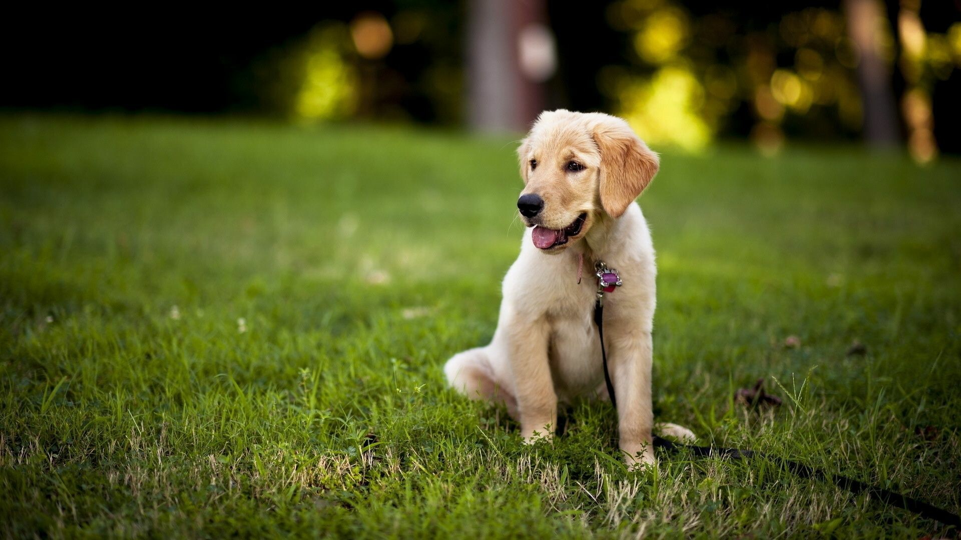 Labrador Retriever: Puppies in the same litter can be black, chocolate or yellow. 1920x1080 Full HD Background.