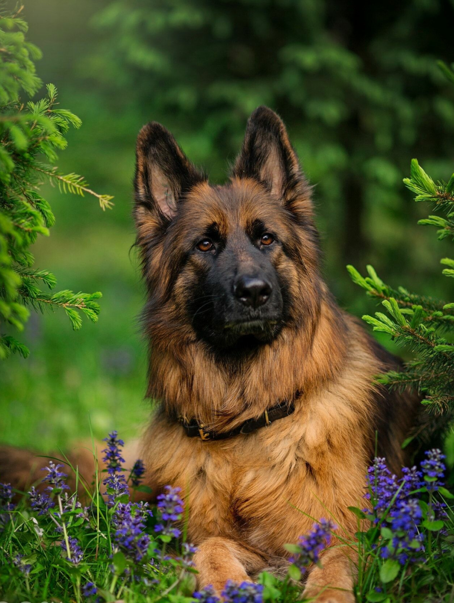 German Shepherd: Dogs, The breed is marked by a willingness to learn and an eagerness to have a purpose. 1550x2050 HD Background.