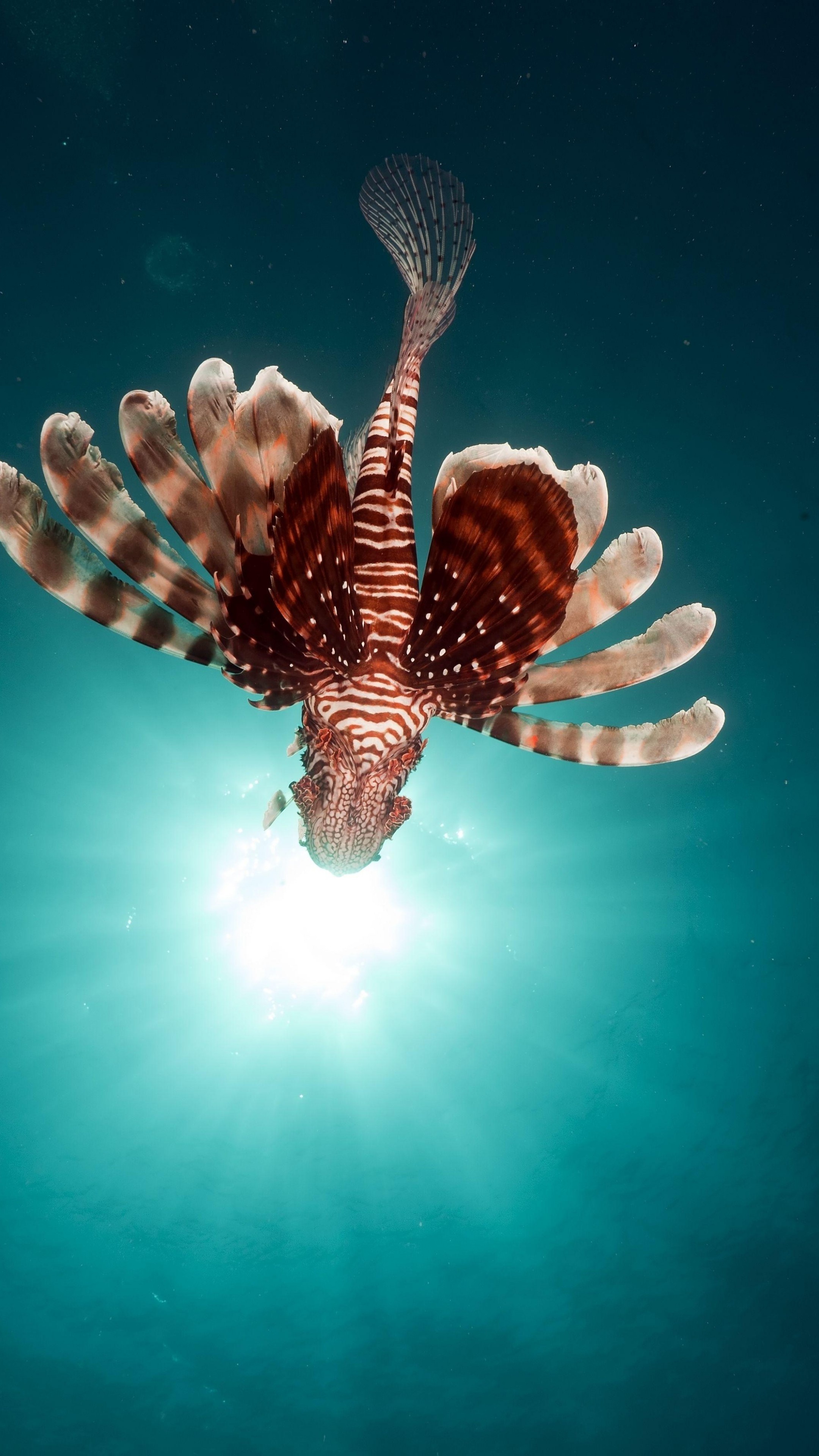 Wallpaper lionfish, fish, red sea, underwater, flying fish, Animals #10308 2160x3840