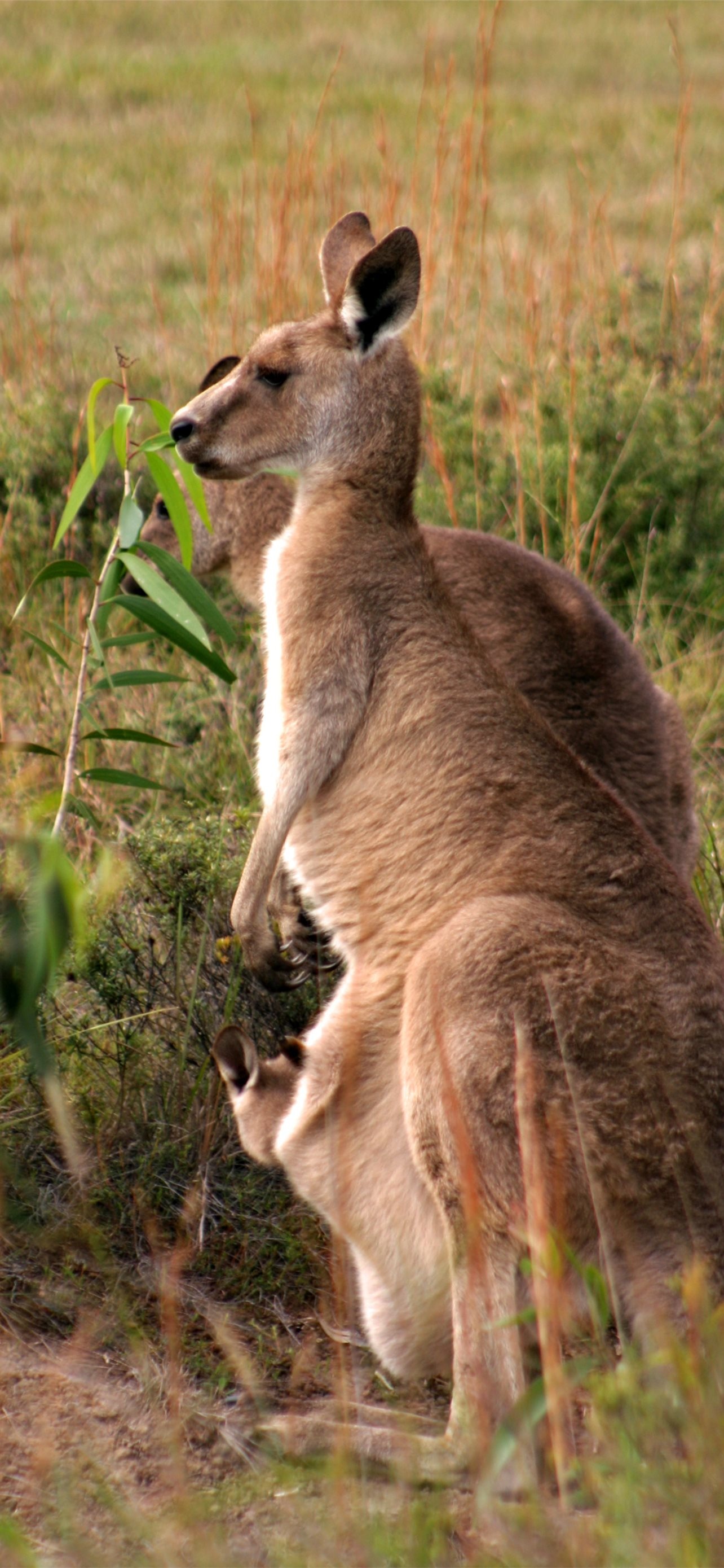 Kangaroo HD iPhone, Wallpapers free download, Kangaroo, 1290x2780 HD Phone