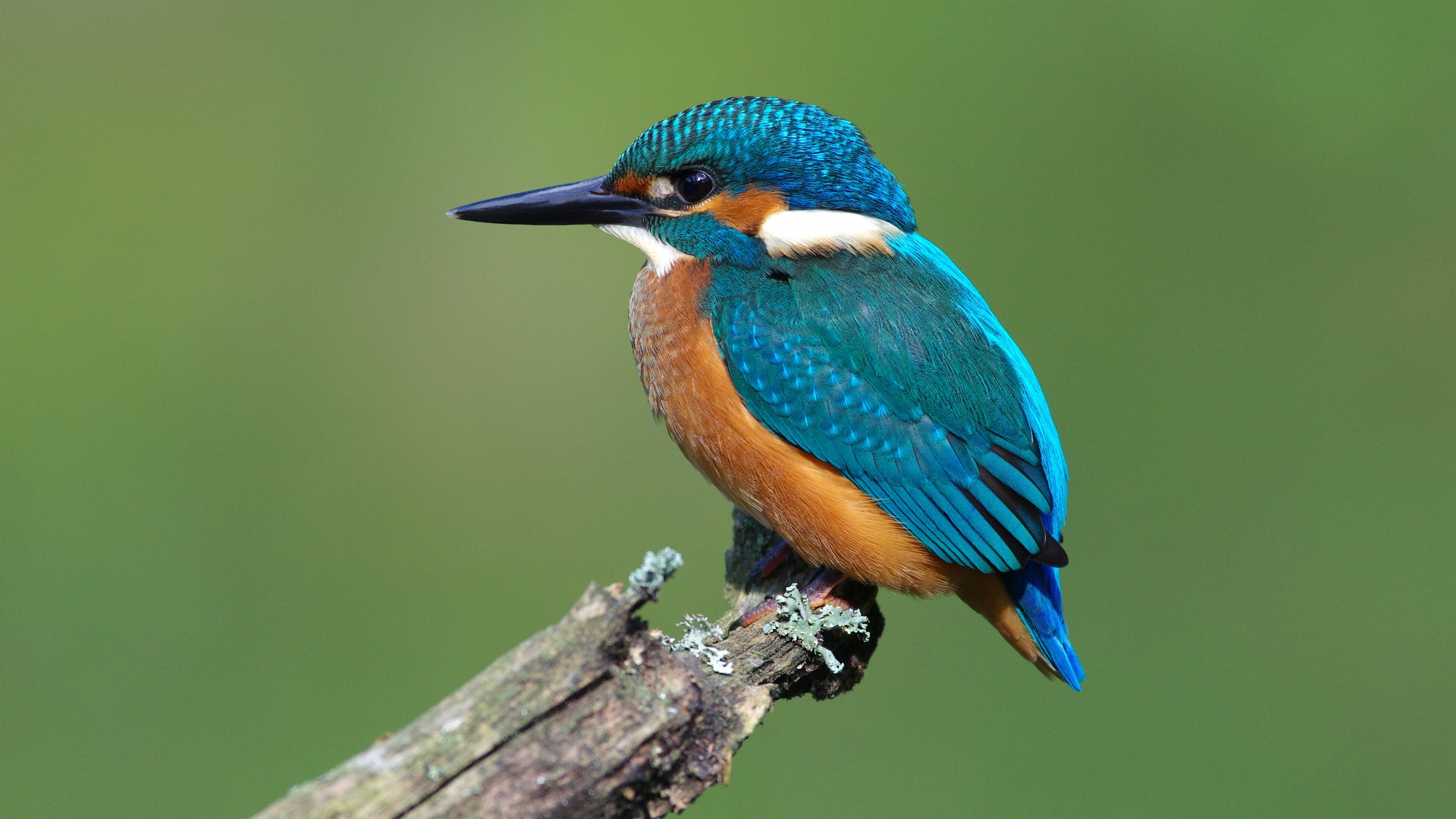 Kingfisher bird, Vibrant feathers, Beautiful avian, Nature photography, 3840x2160 4K Desktop