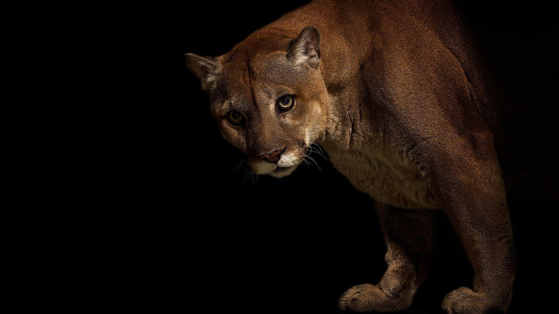 Cougar in HD, Captivating image, Nature's masterpiece, Powerful grace, 1920x1080 Full HD Desktop