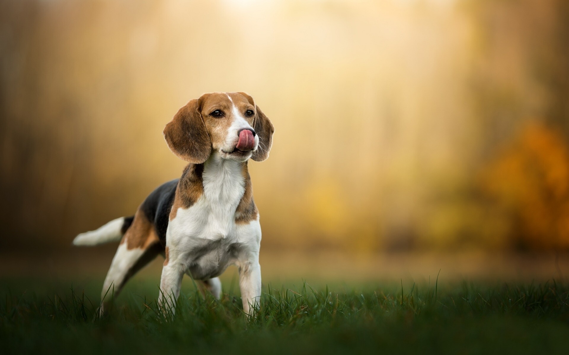 Beagle: Dogs, In the United States the breed has been employed chiefly for hunting rabbits. 1920x1200 HD Wallpaper.