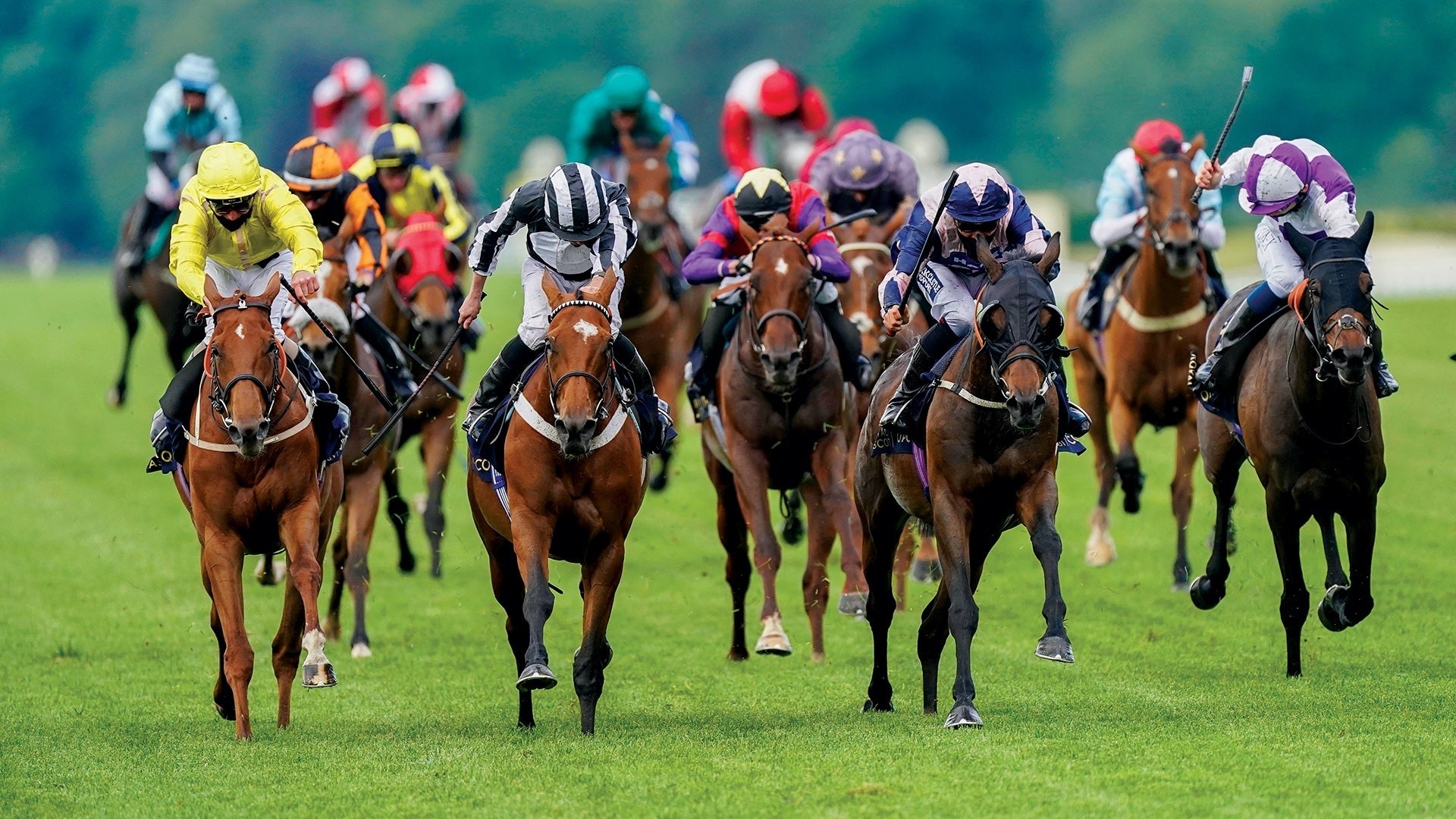 Horse Racing, Exciting racehorses, Derby drama, Equestrian competition, 1920x1080 Full HD Desktop