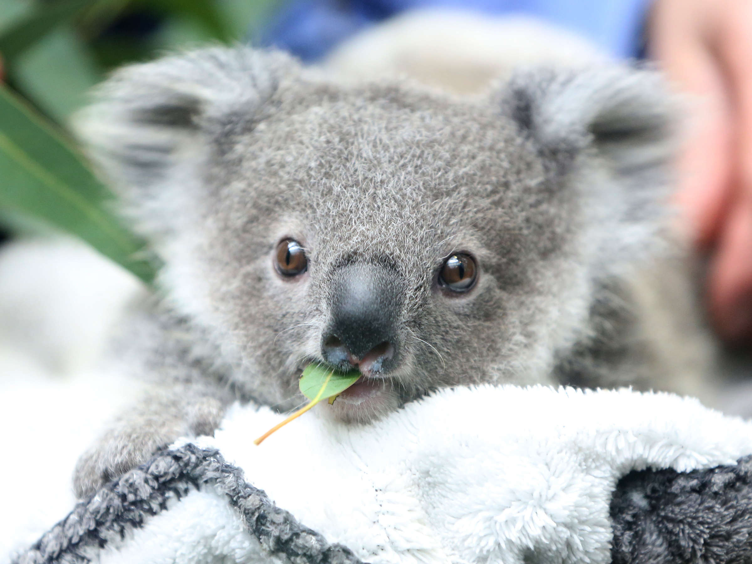 Adorable baby koalas, First peek from pouch, Fluffy little joeys, Mother's love, 2400x1800 HD Desktop