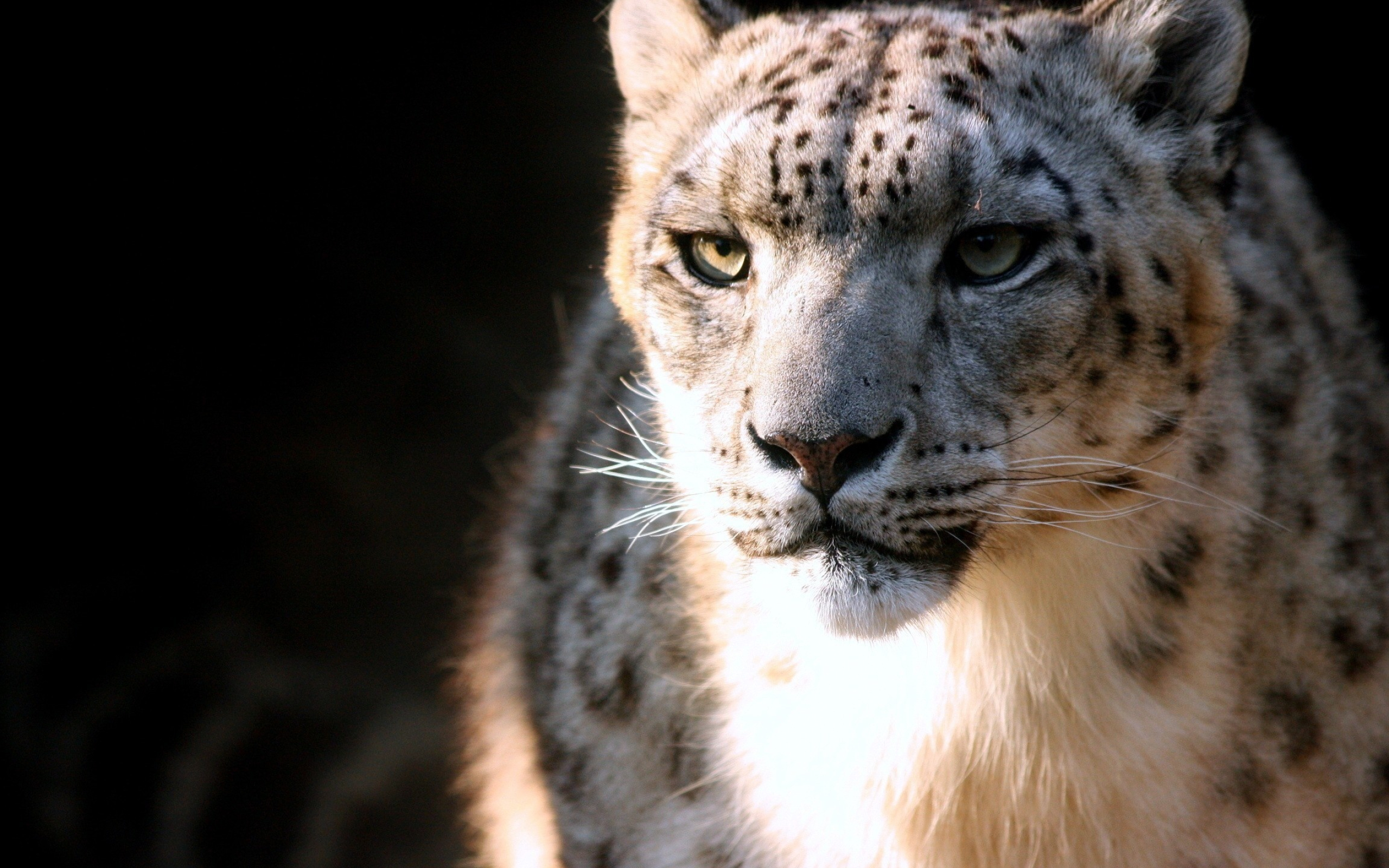 Snow Leopard, Animal wallpapers, 10803, 2560x1600 HD Desktop