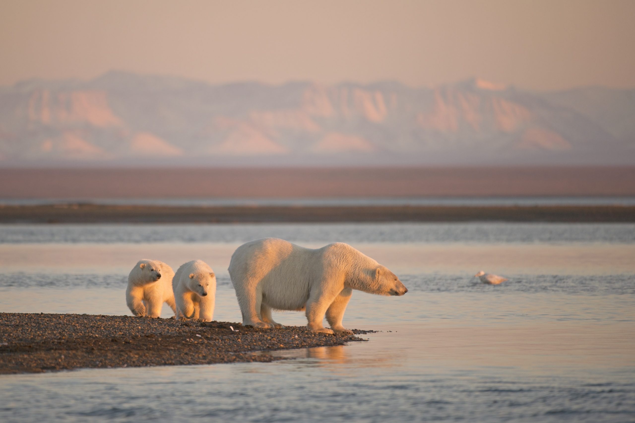 Action Alert, Protect polar bears, Seismic testing, 2560x1710 HD Desktop