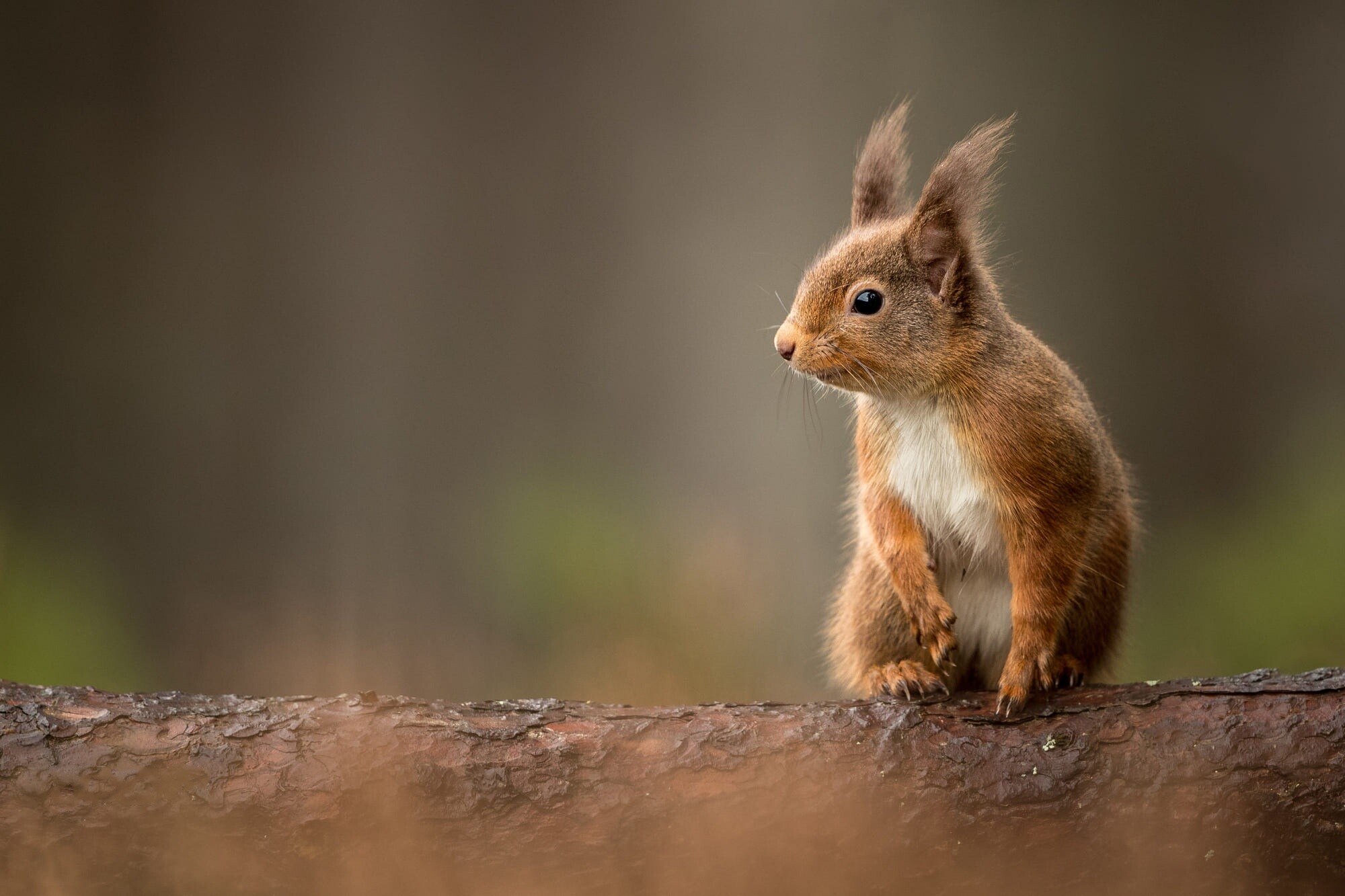 Squirrel: Small-to-medium sized rodents, Generally divided into 3 groups - flying, tree and ground. 2000x1340 HD Background.