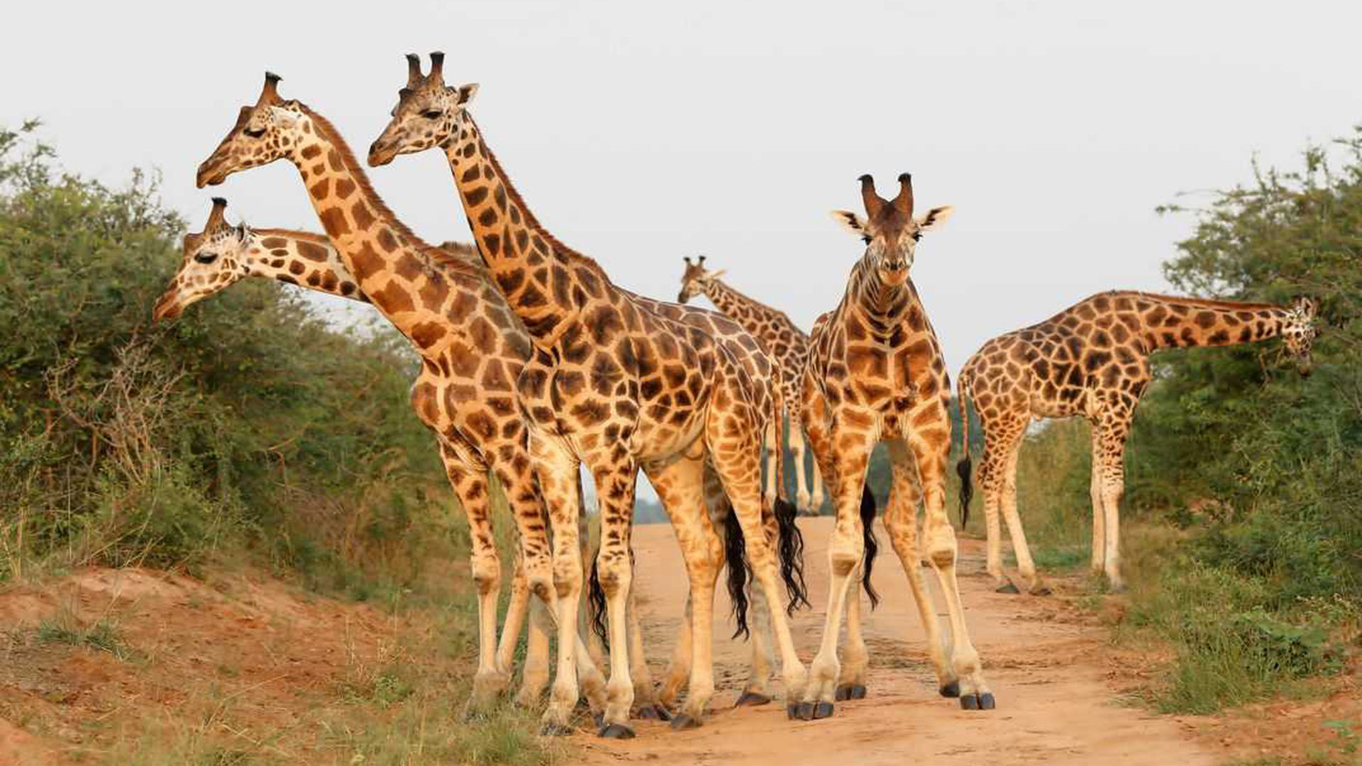 Chad, Travels, African giraffe, Savannah and forests, 1920x1080 Full HD Desktop
