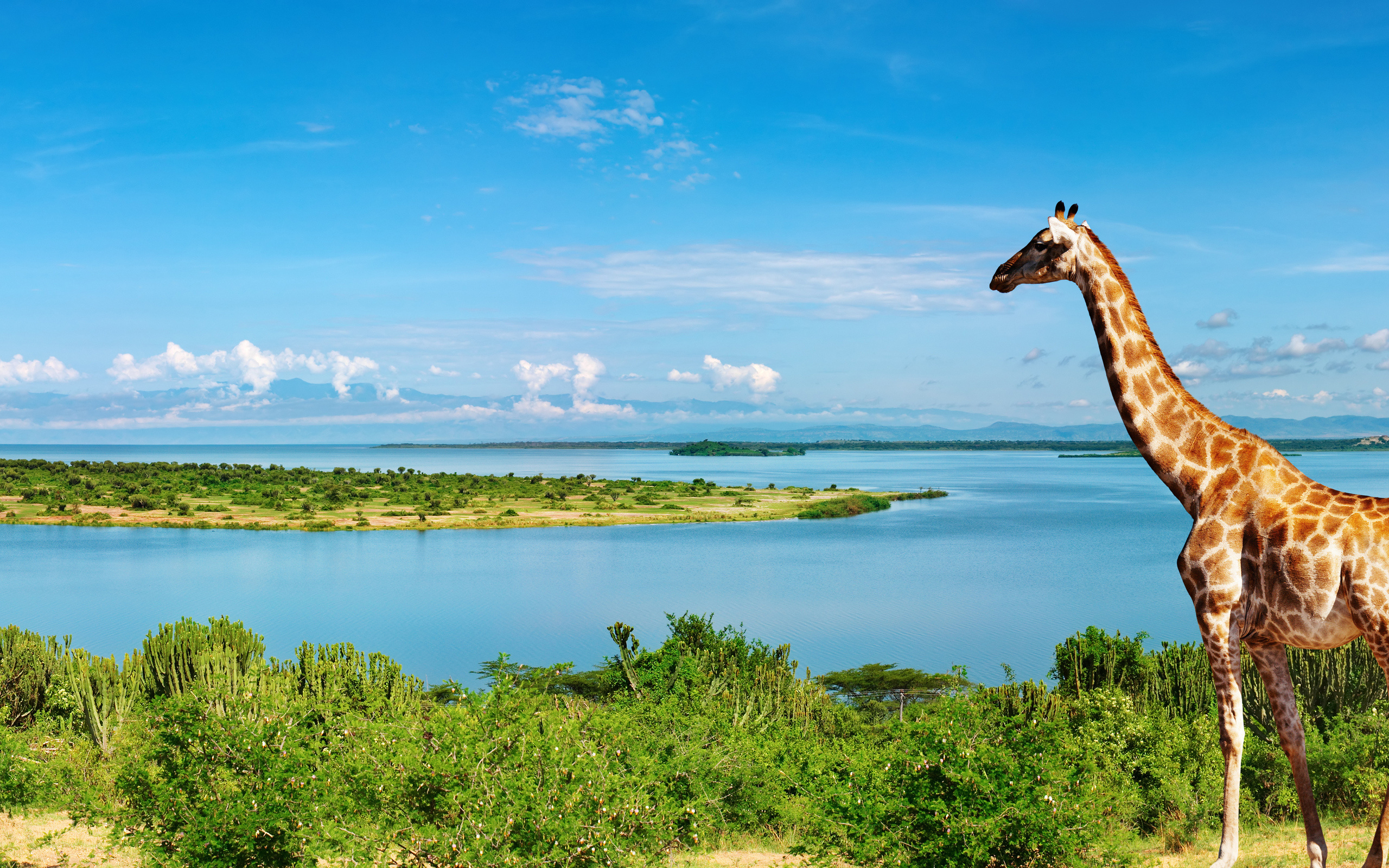 Giraffe: Nile river, Natural landscape, Giraffidae. 2560x1600 HD Wallpaper.
