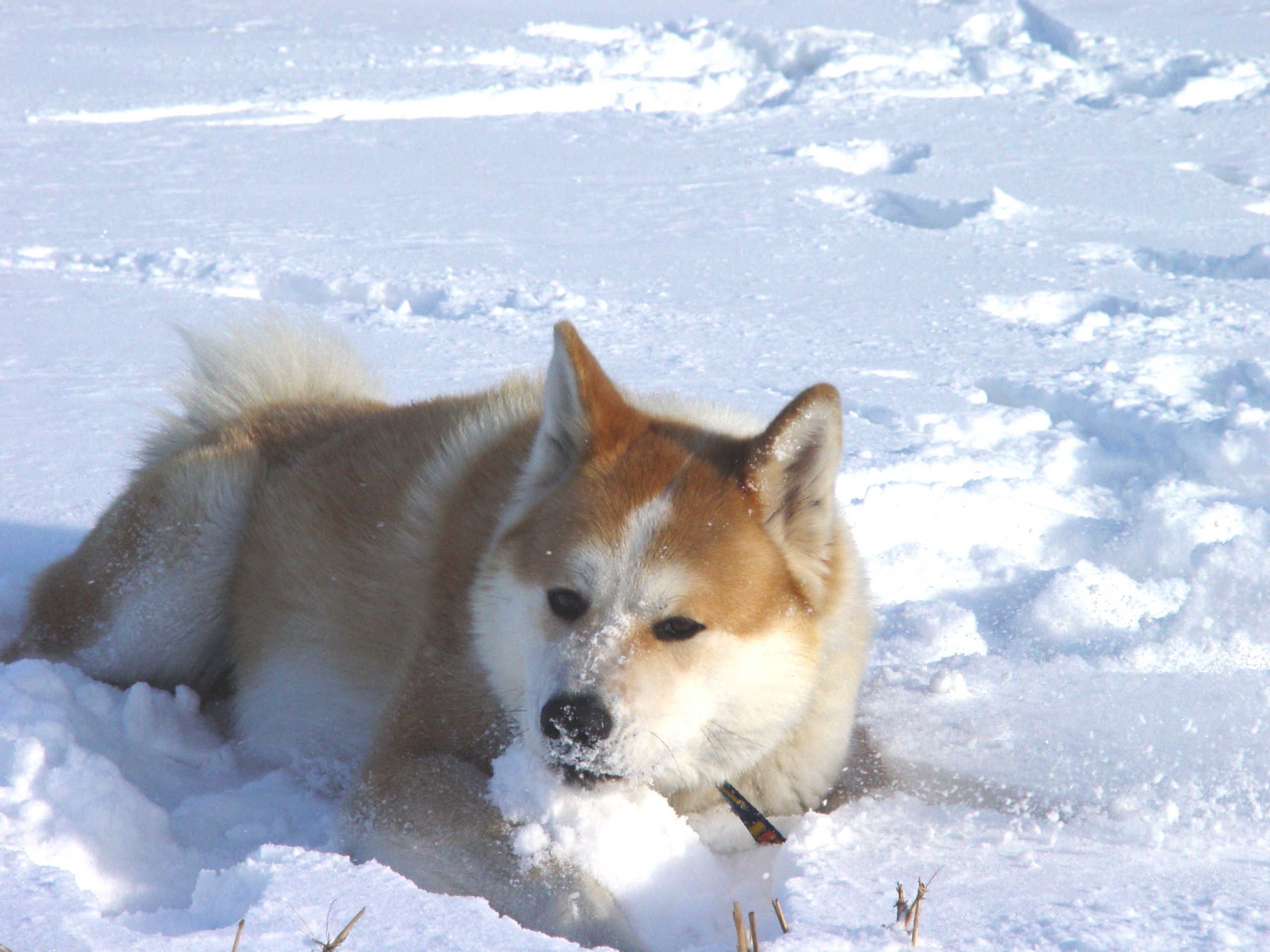 Akitas galore, Pinning the cuteness, Canine love, Adorable dog breed, 2560x1920 HD Desktop
