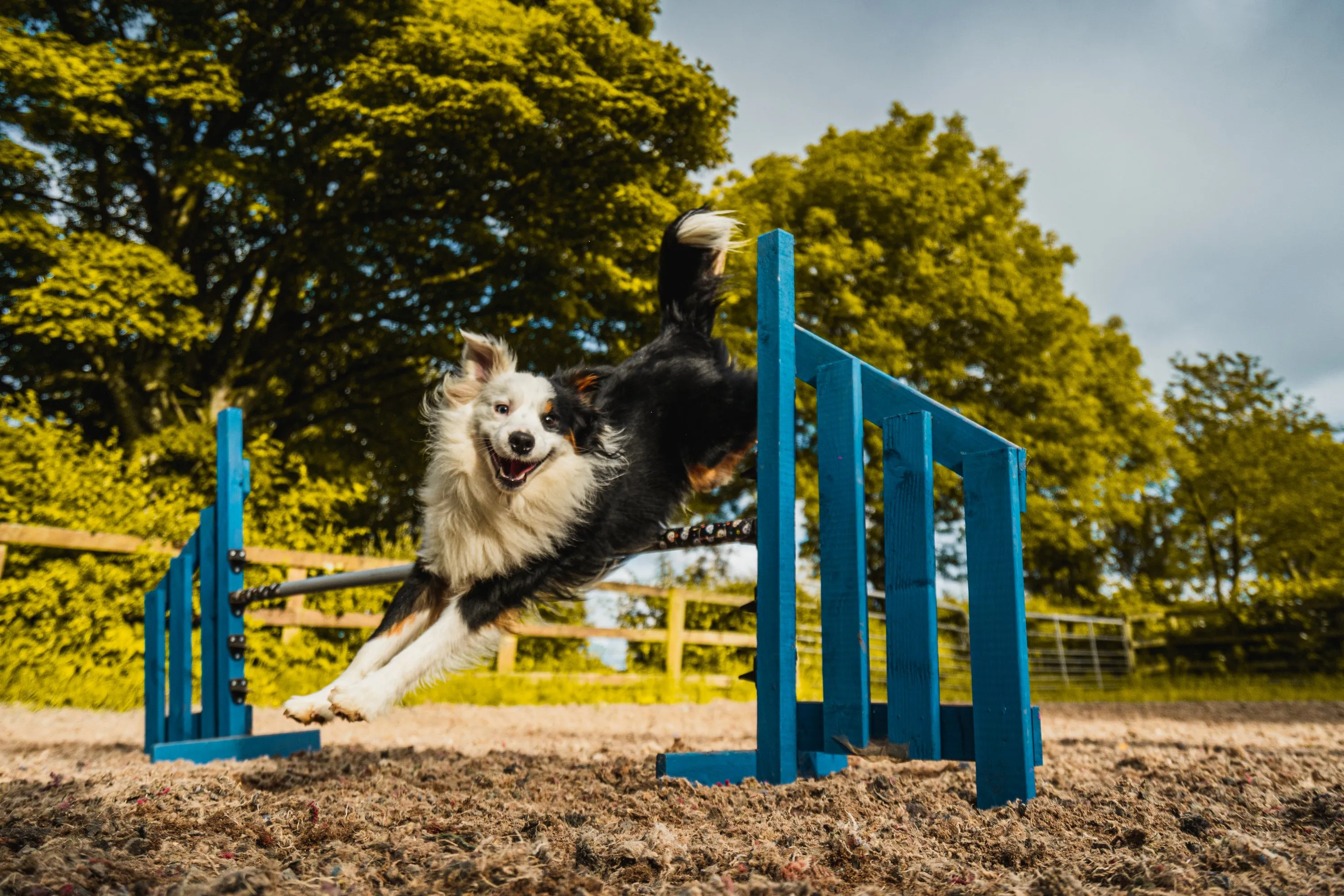 Dog Sports: Causeway Training, Agility, Canine Hoopers and Trick Training. 3000x2000 HD Background.