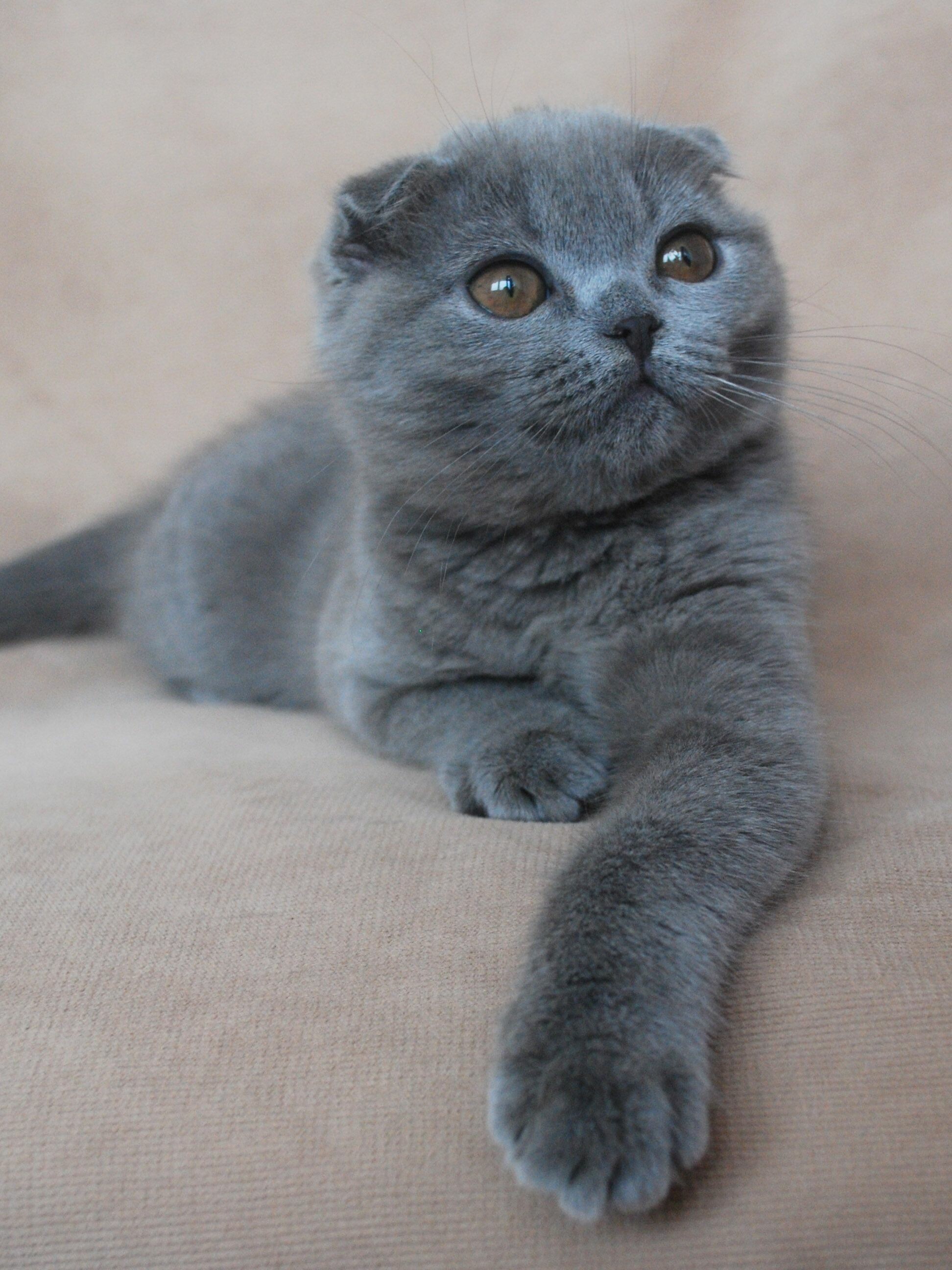 Scottish Fold: Typically good-natured and placid pet and adjusts to other animals within a household extremely well. 1950x2600 HD Wallpaper.