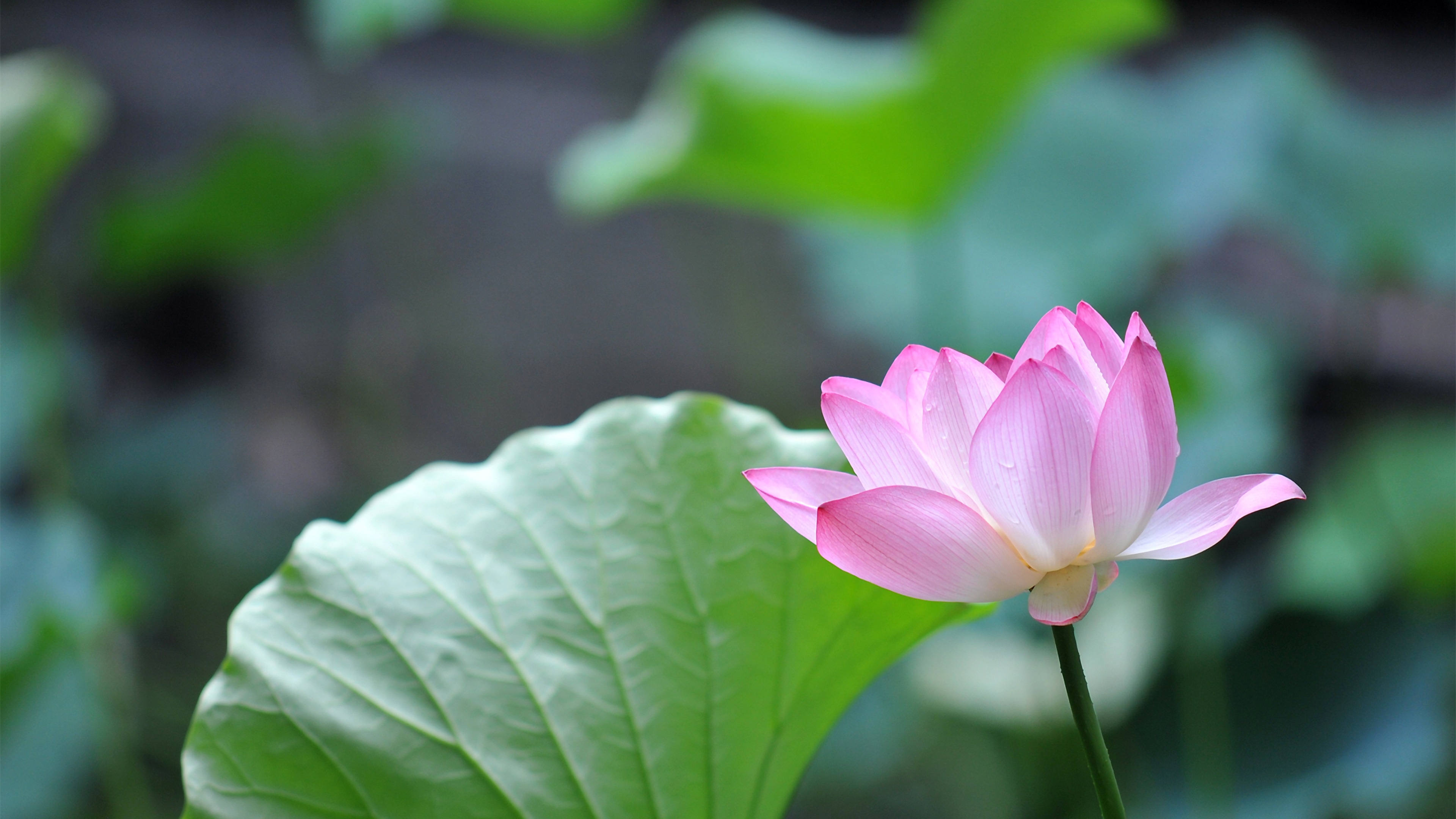 Pink lotus flower 4K, Ultra HD desktop, Captivating visuals, Japan's beauty, 3840x2160 4K Desktop