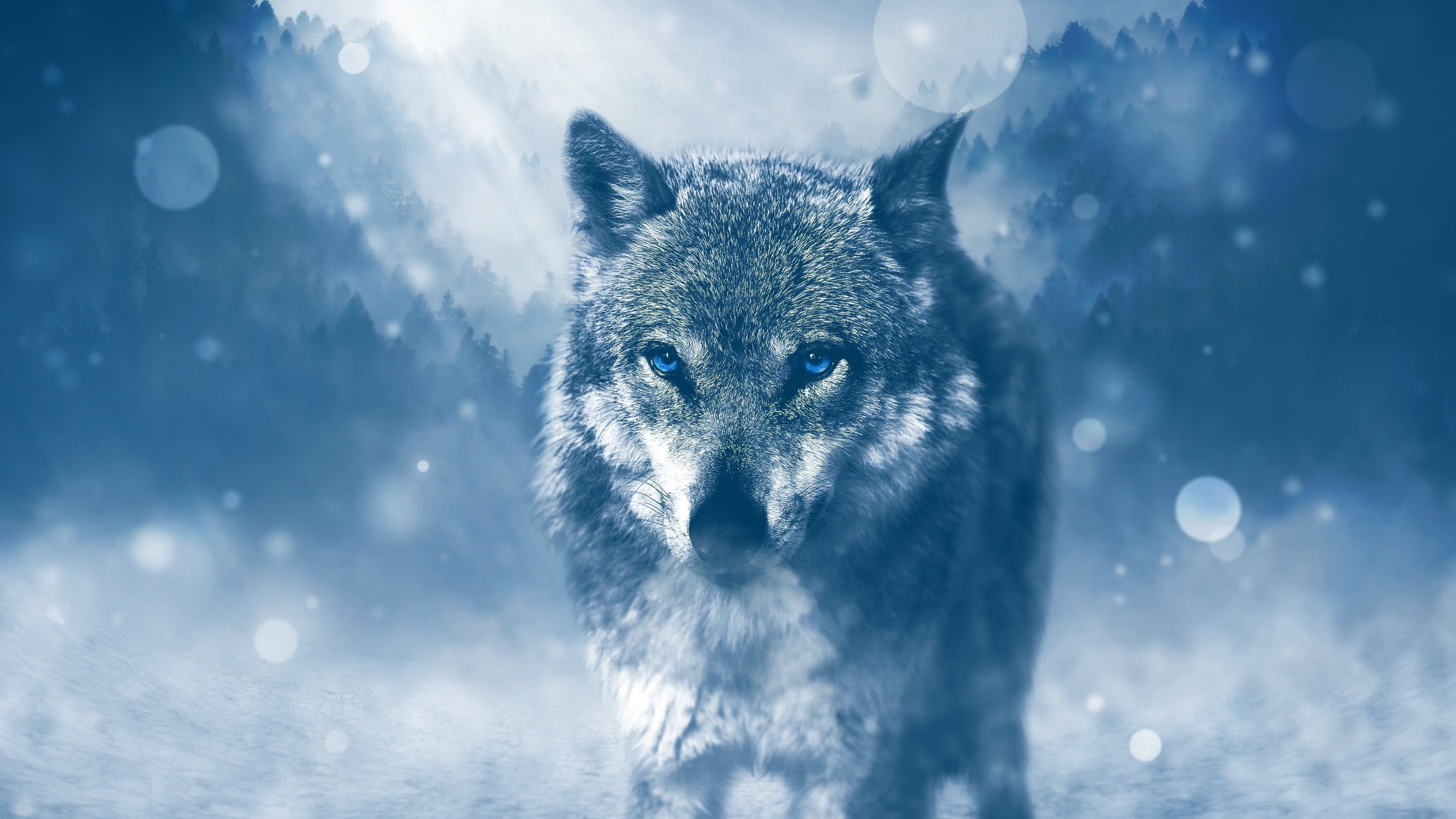 Ice Wolf, Stunning wolf wallpapers, Majestic animals, Nature's beauty, 3840x2160 4K Desktop