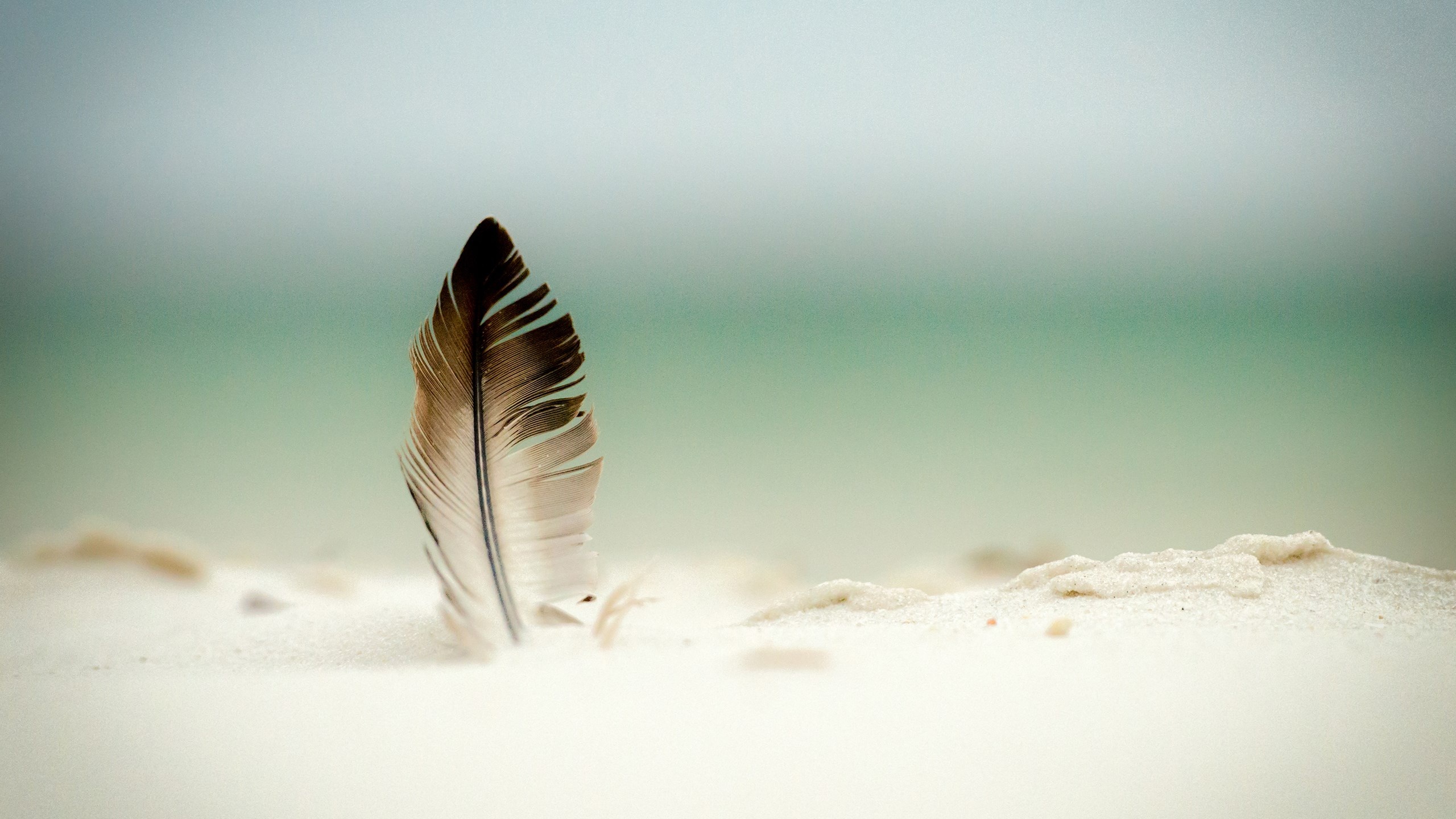 Feather: Bird's covering, The smooth, flexible, and resilient surface that supports flight and sheds water. 2560x1440 HD Background.