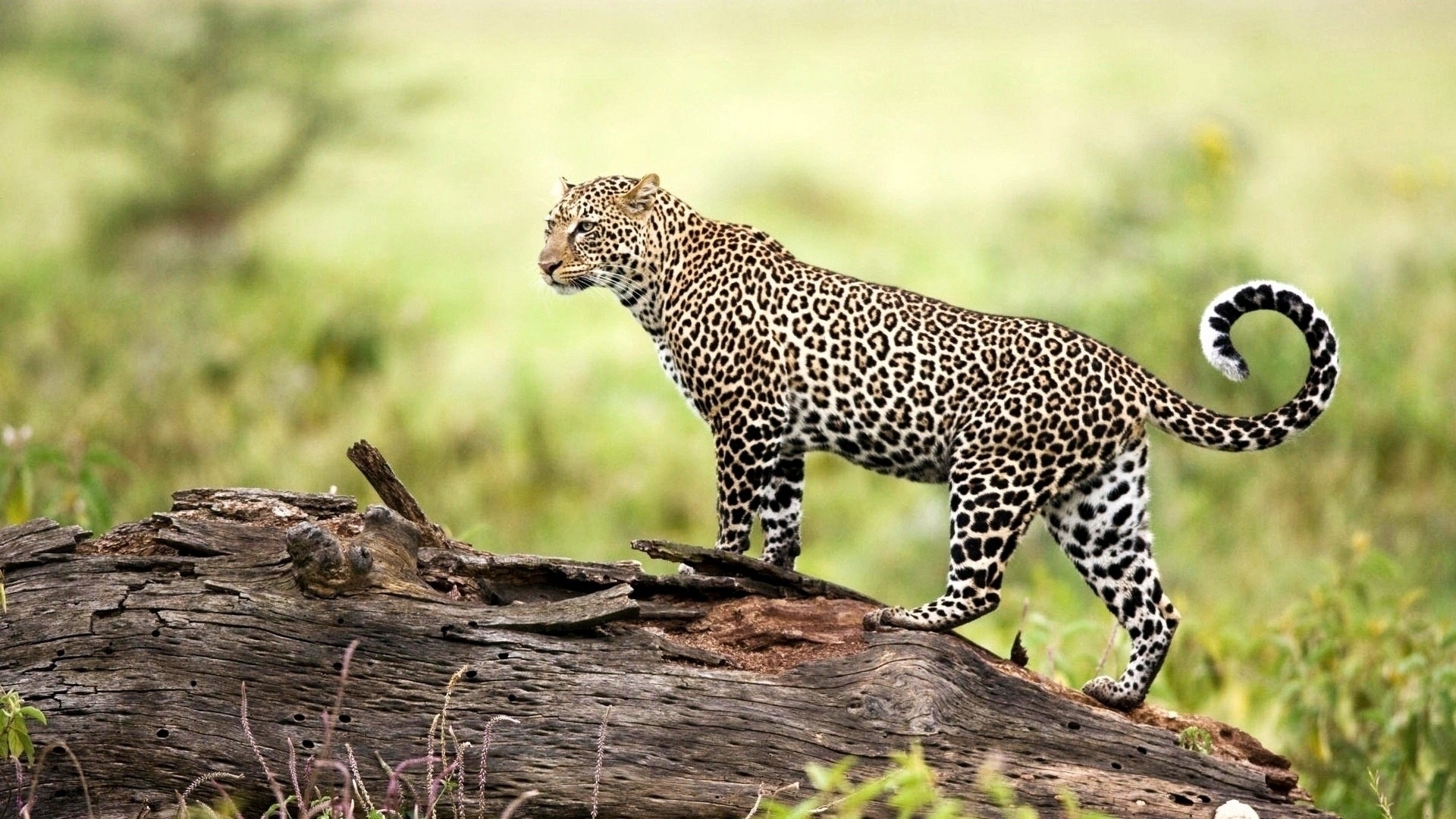 Leopard backgrounds, Striking images, 1920x1080 Full HD Desktop