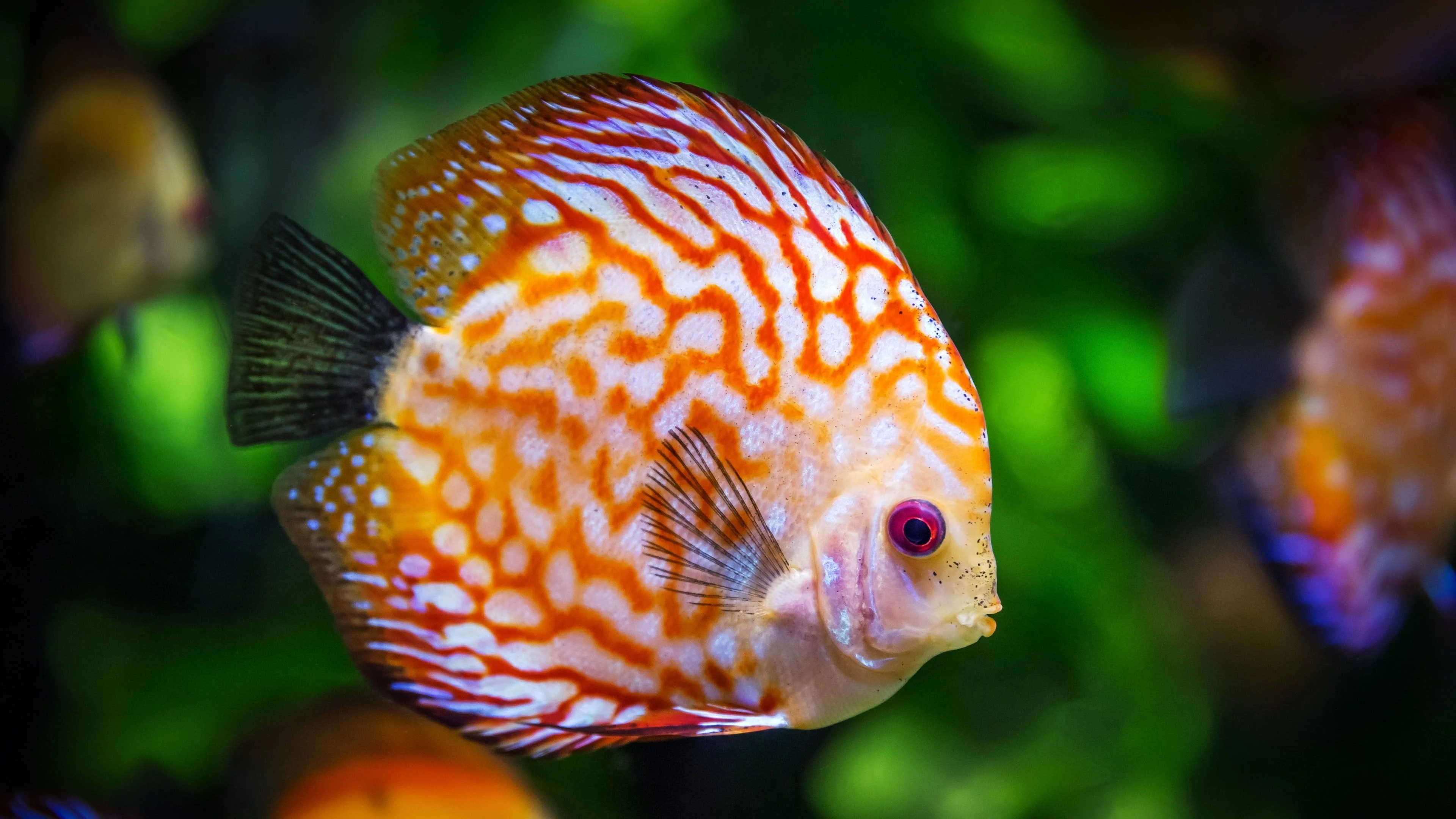 Underwater fish beauty, Captivating wallpapers, Marine life, Aquatic wonder, 3840x2160 4K Desktop